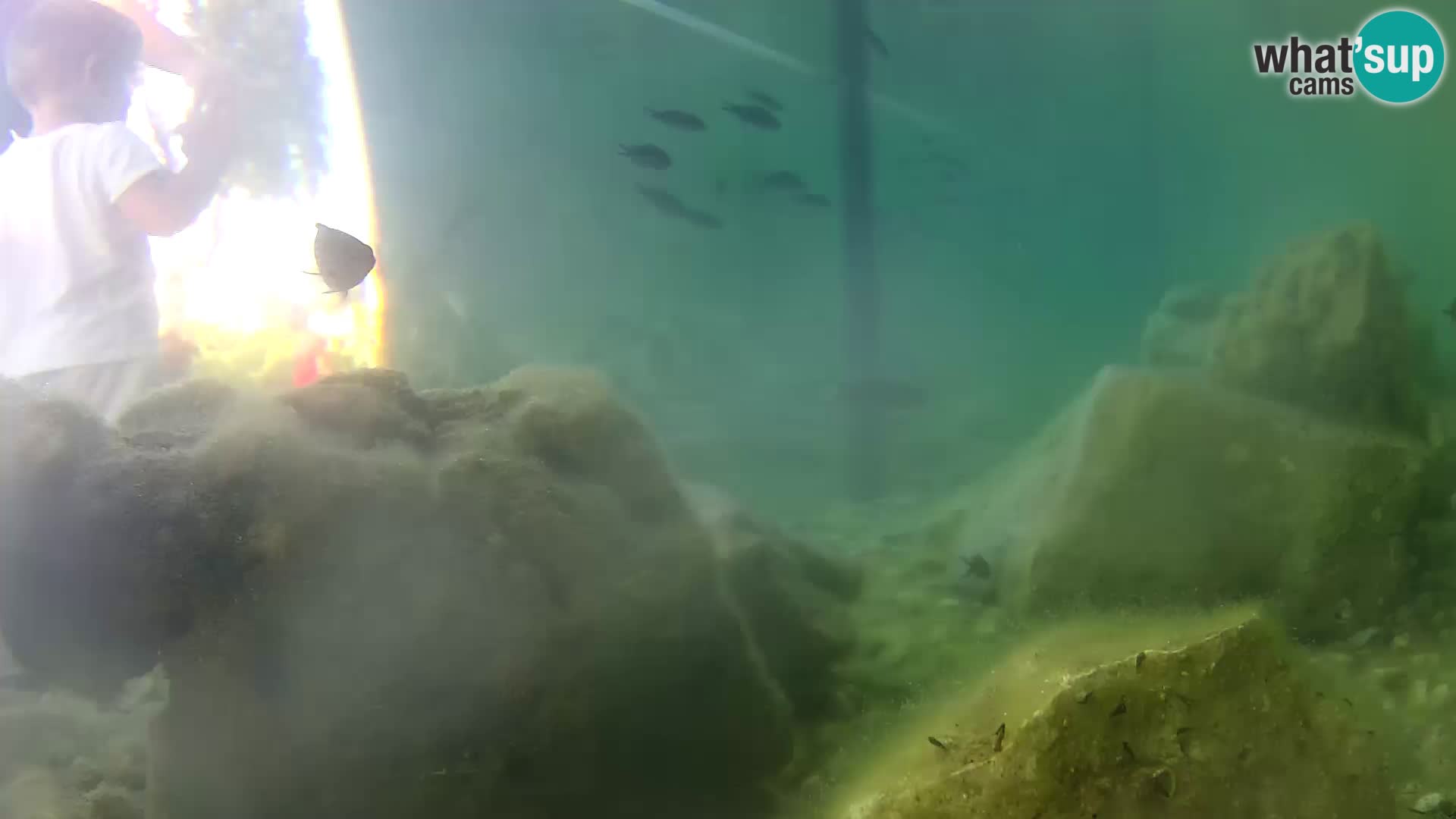 Aquario marino esterno –  Rogoznica livecam Croazia