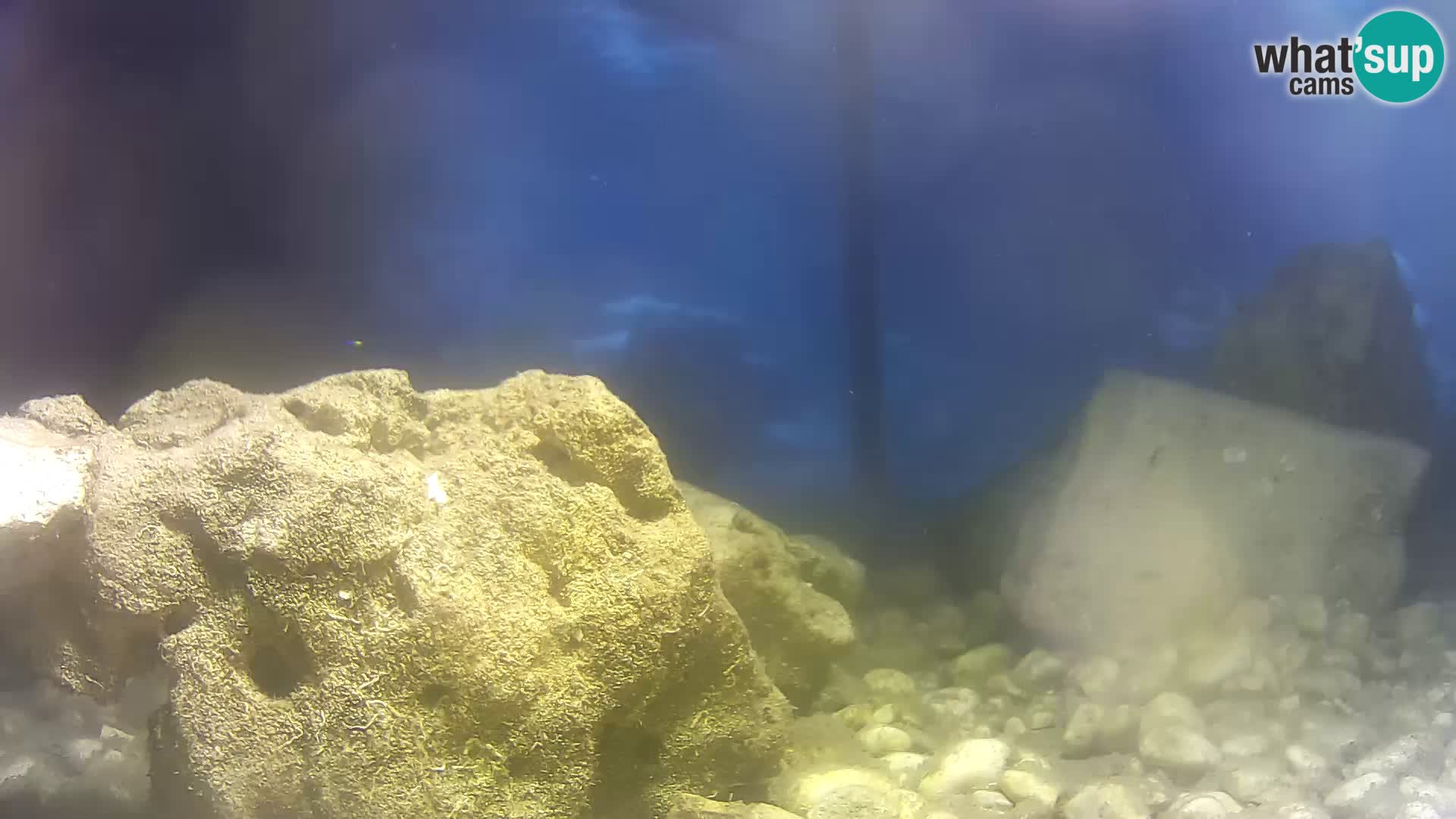 Zunanji morski akvarij Rogoznica spletna kamera Hrvaška