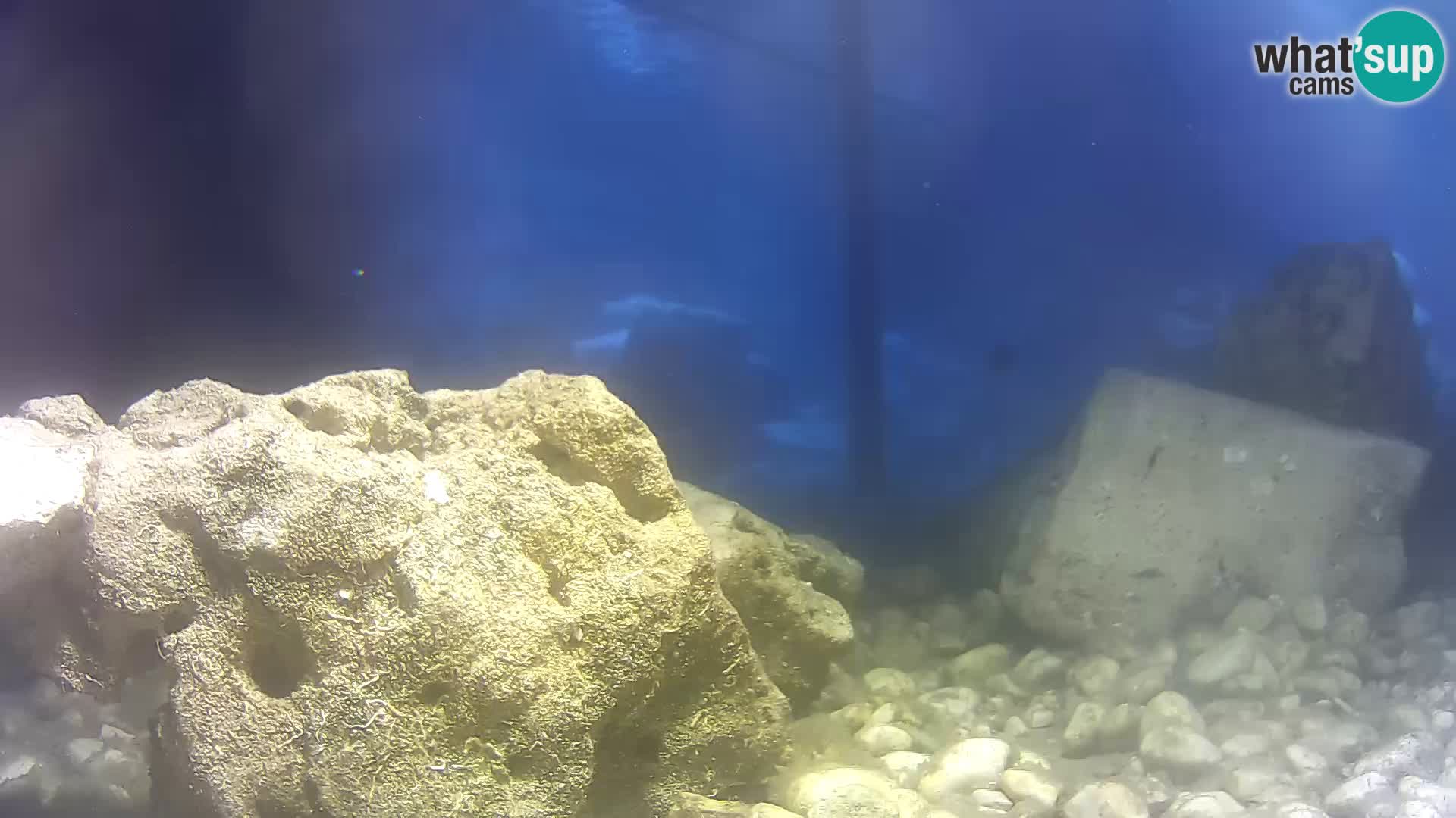 Aquario marino esterno –  Rogoznica livecam Croazia