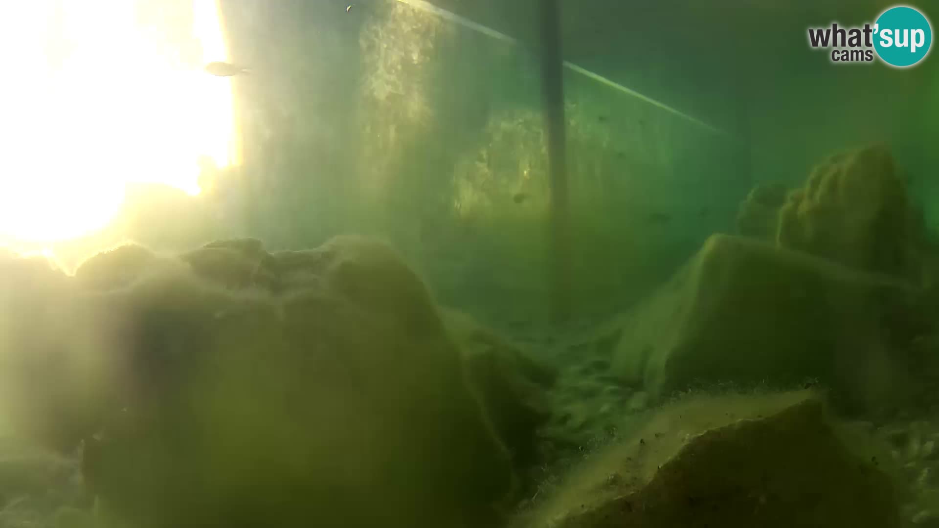 Aquario marino esterno –  Rogoznica livecam Croazia