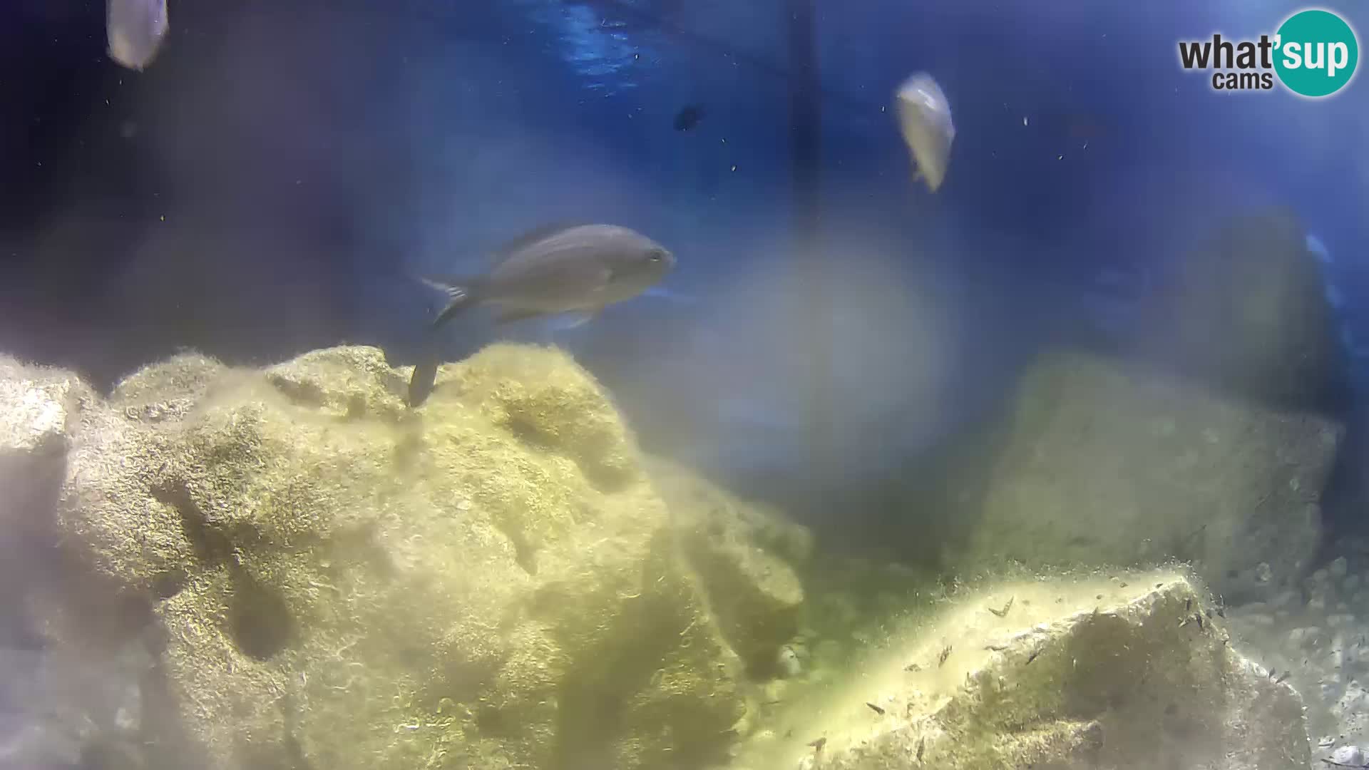 Webcam de l’aquarium marin extérieur de Rogoznica Croatie