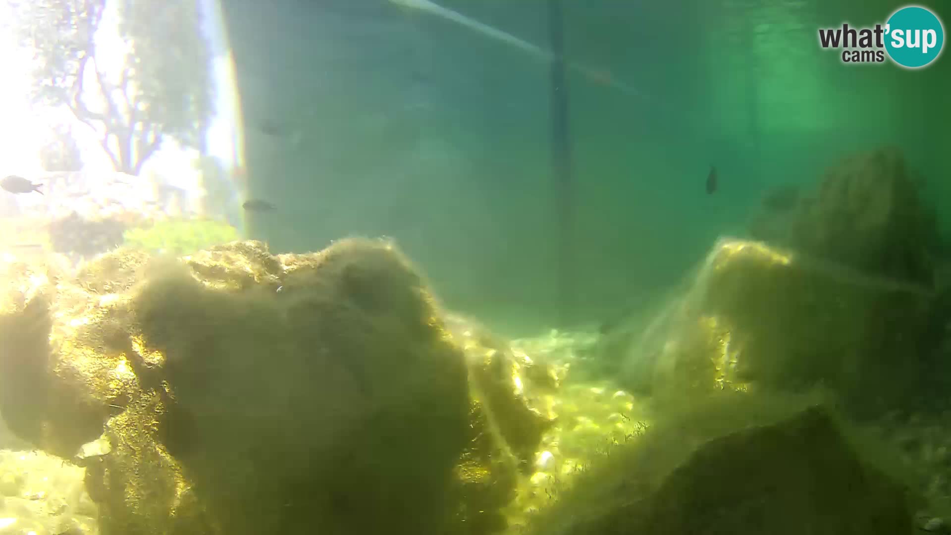 Aquario marino esterno –  Rogoznica livecam Croazia