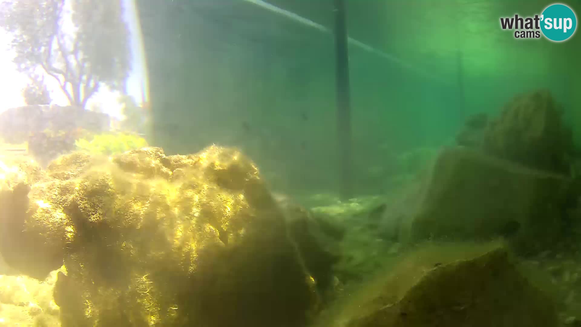 Aquario marino esterno –  Rogoznica livecam Croazia
