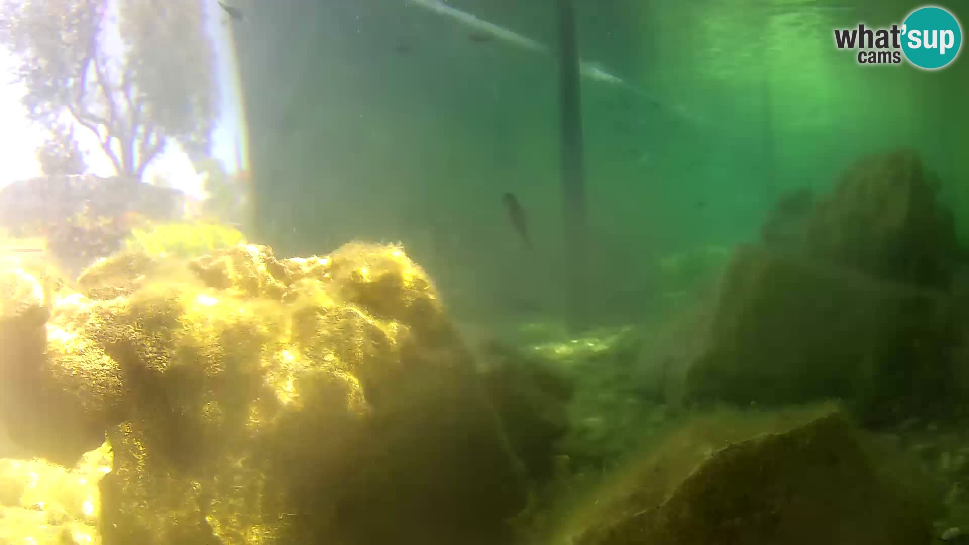 Aquario marino esterno – Rogoznica livecam Croazia