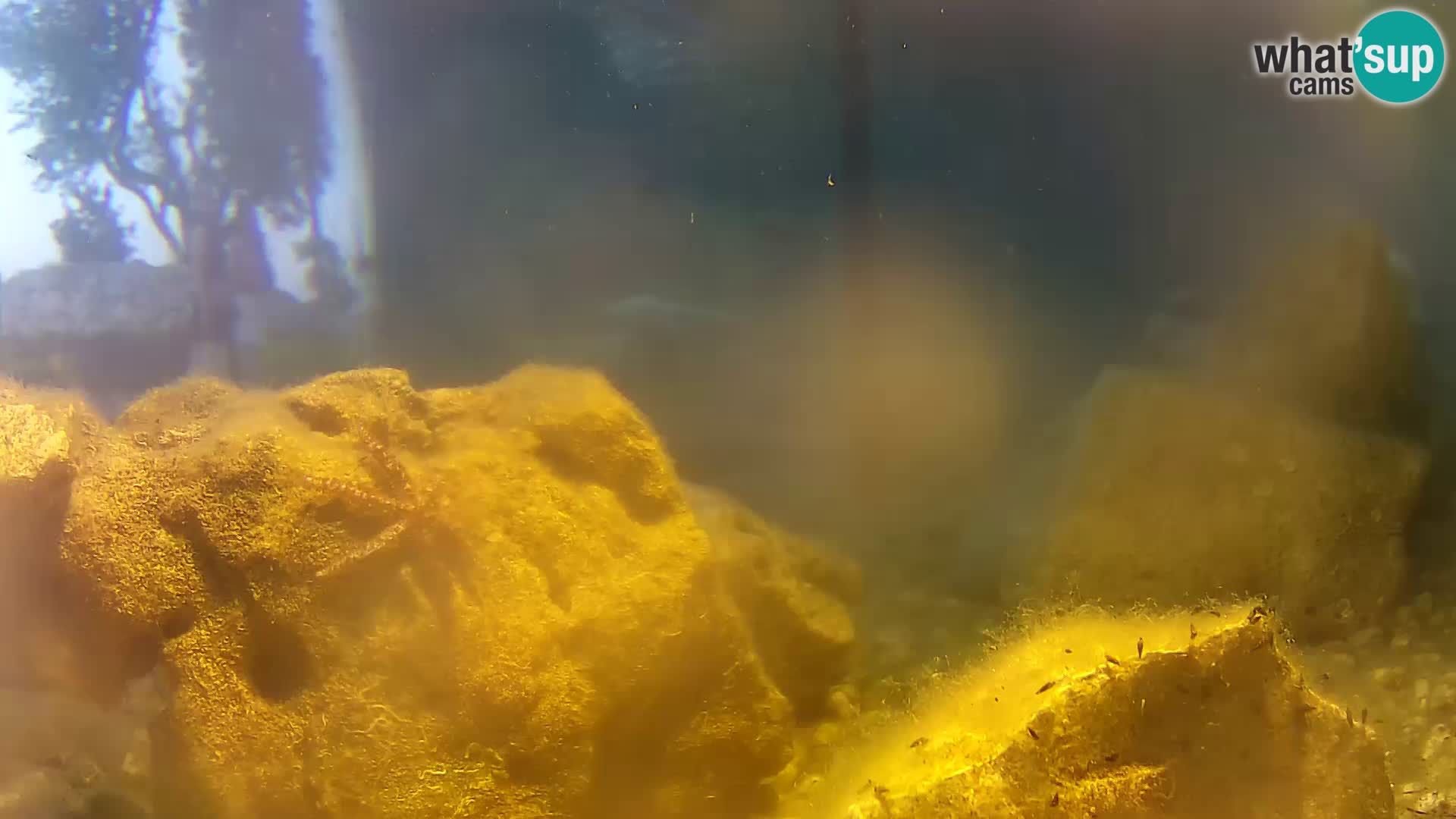 Aquario marino esterno –  Rogoznica livecam Croazia