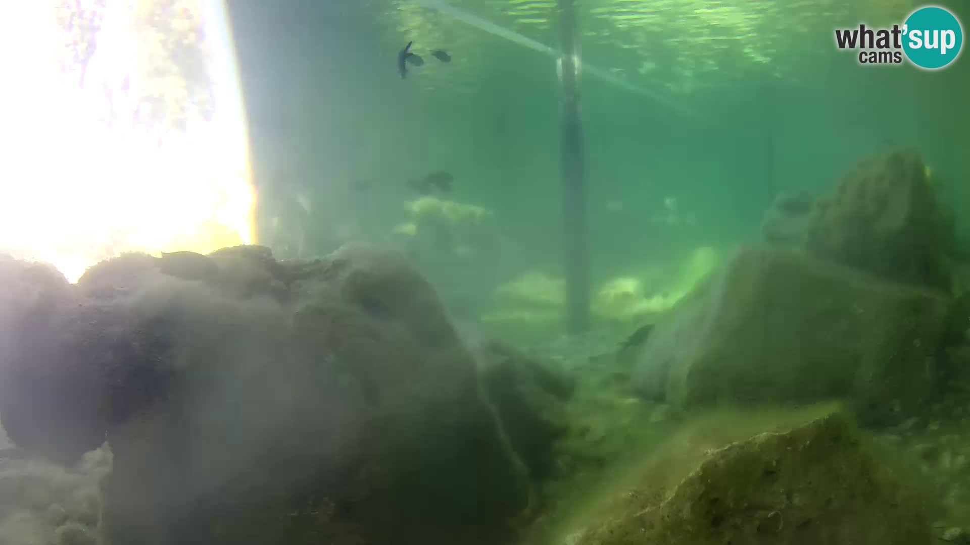 Aquario marino esterno –  Rogoznica livecam Croazia