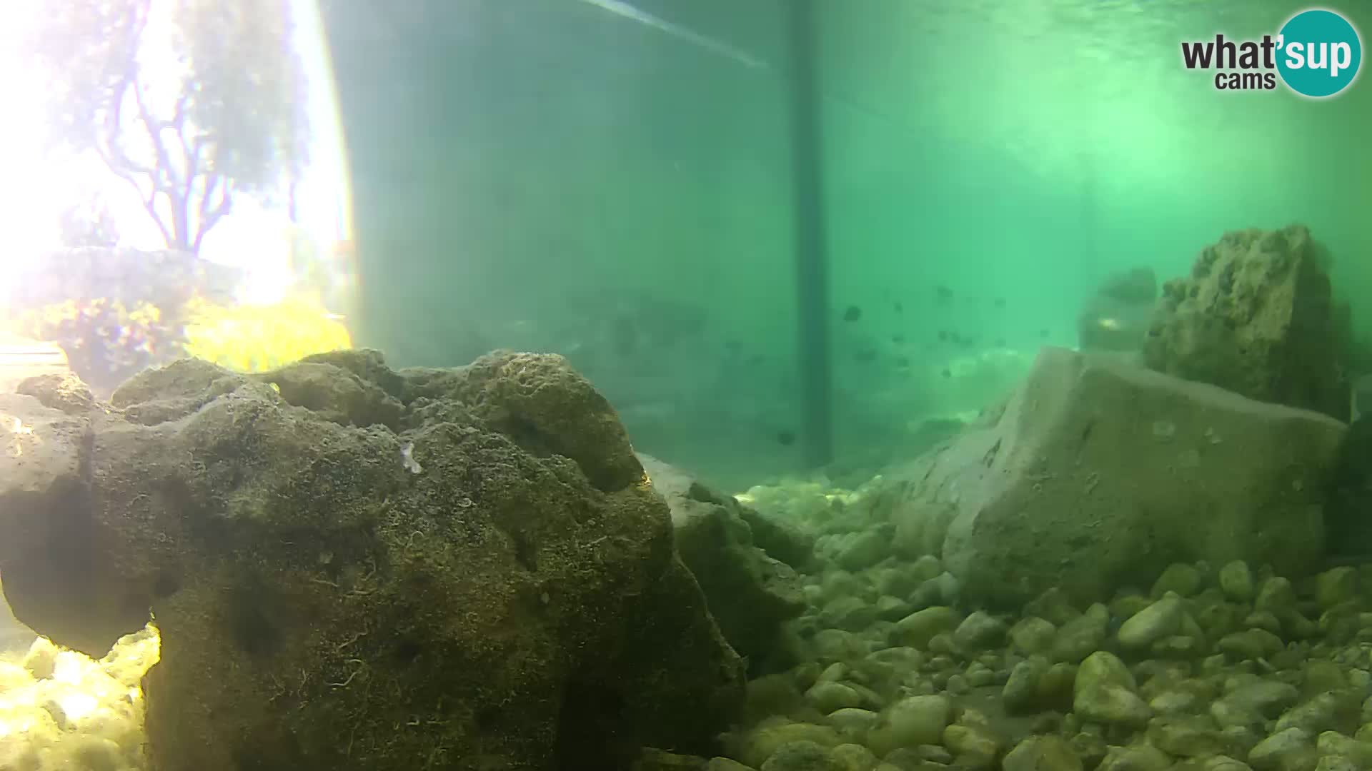 Webcam de l’aquarium marin extérieur de Rogoznica Croatie