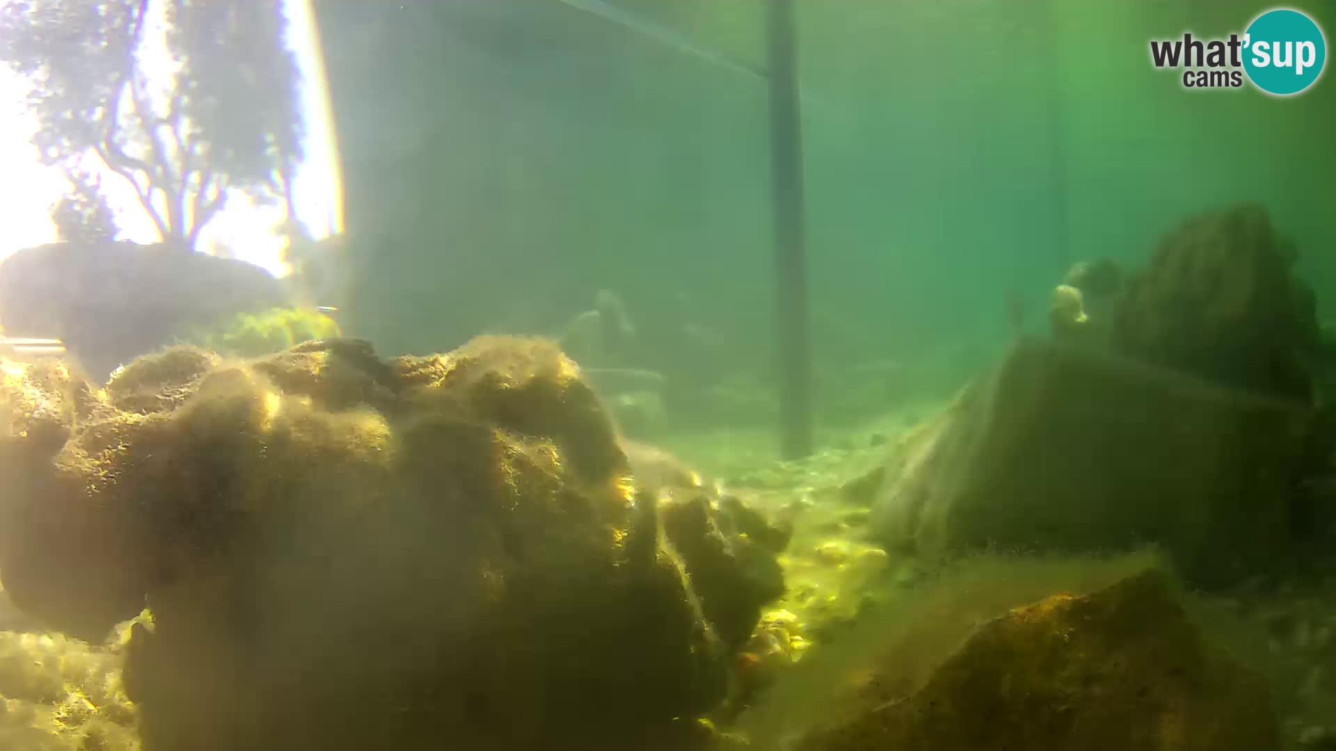 Zunanji morski akvarij Rogoznica spletna kamera Hrvaška