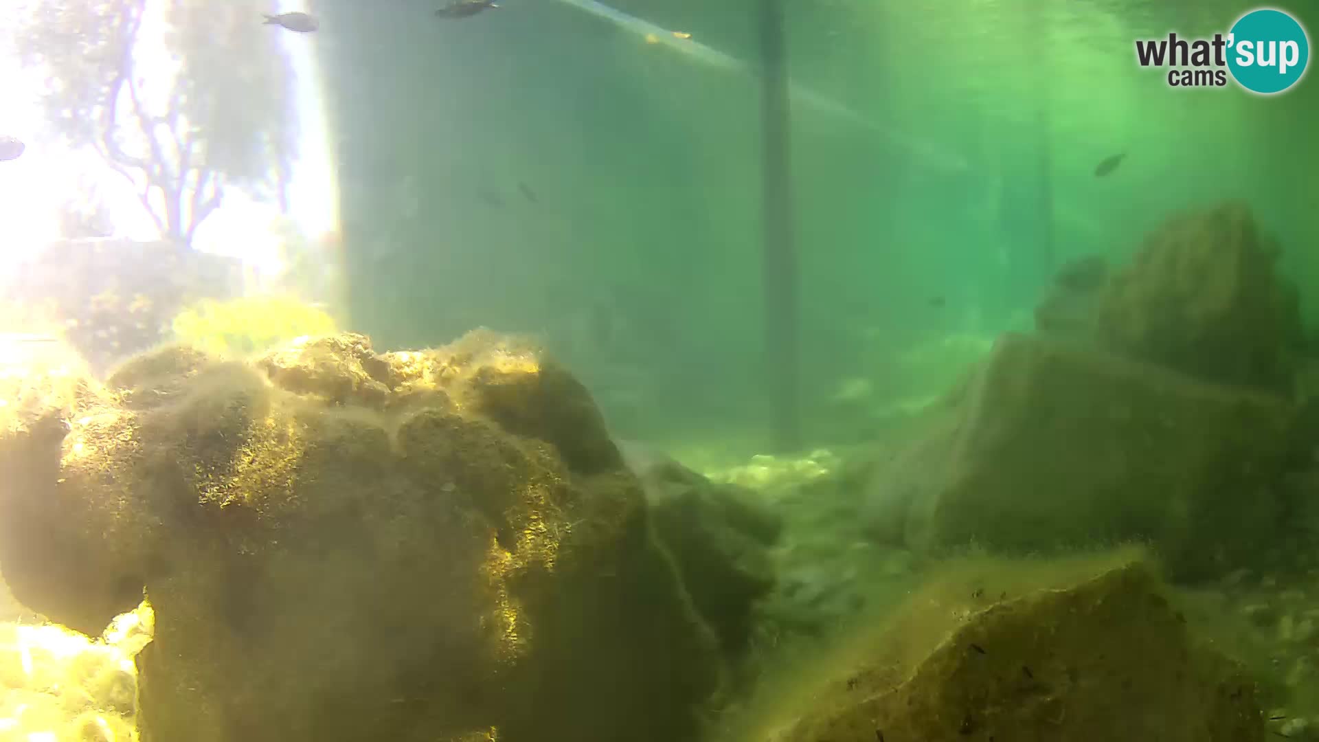 Aquario marino esterno –  Rogoznica livecam Croazia