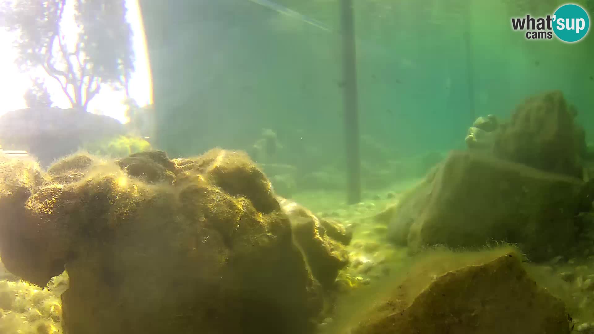 Aquario marino esterno –  Rogoznica livecam Croazia