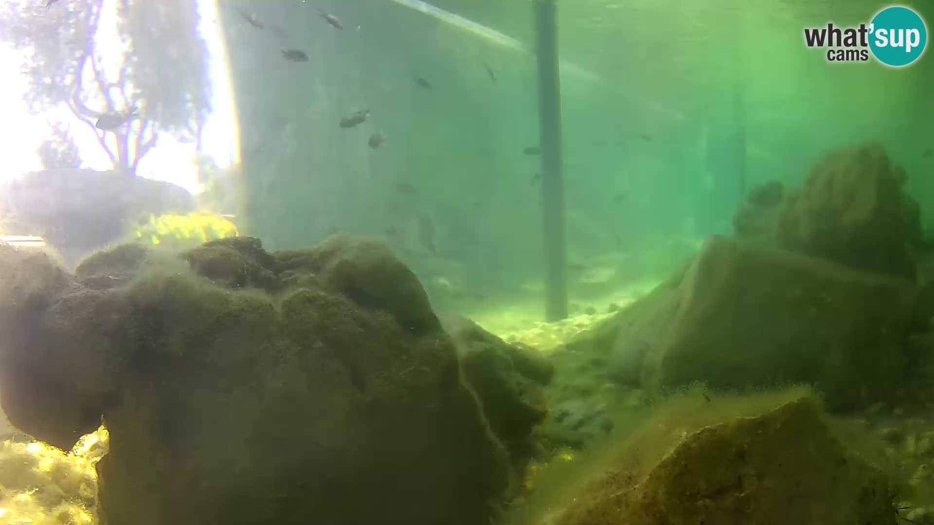 Outdoor Marine Aquarium Rogoznica webcam Croatia