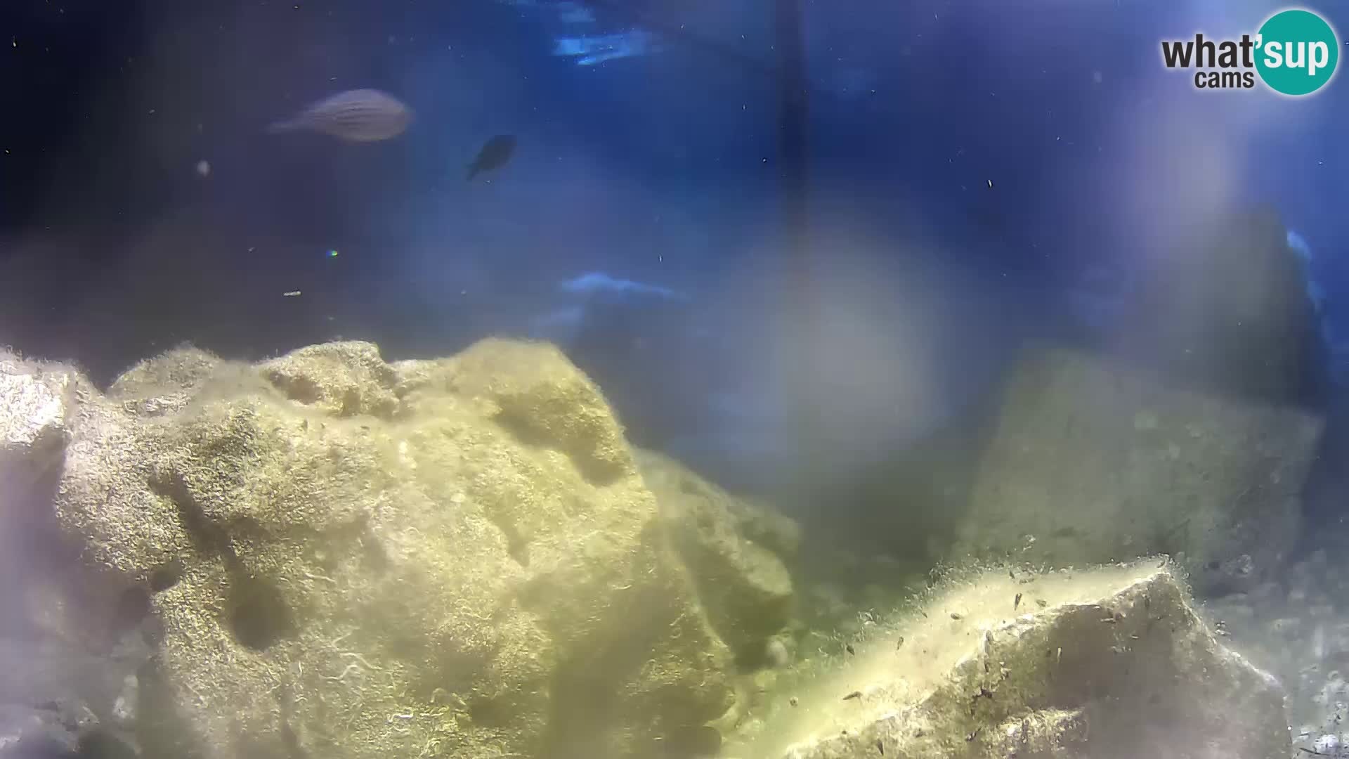Outdoor Marine Aquarium Rogoznica webcam Croatia