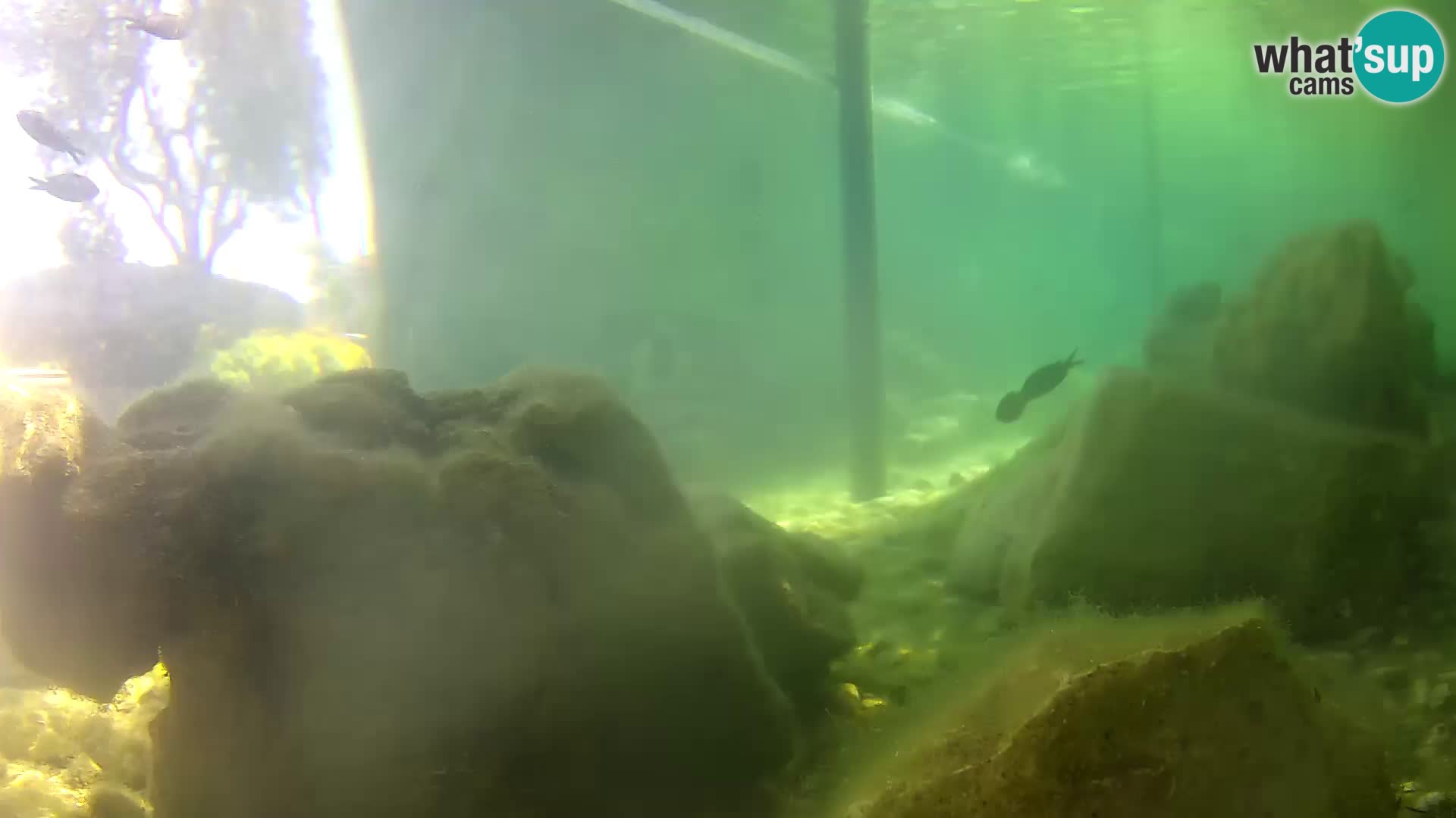 Aquario marino esterno – Rogoznica livecam Croazia