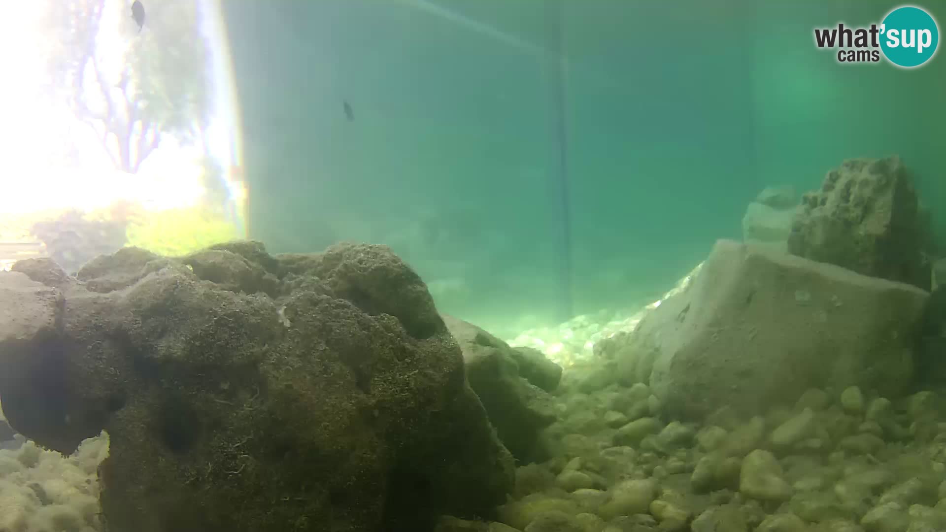 Webcam de l’aquarium marin extérieur de Rogoznica Croatie