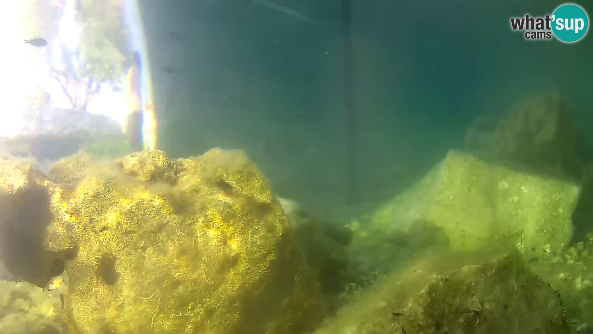 Webcam de l’aquarium marin extérieur de Rogoznica Croatie