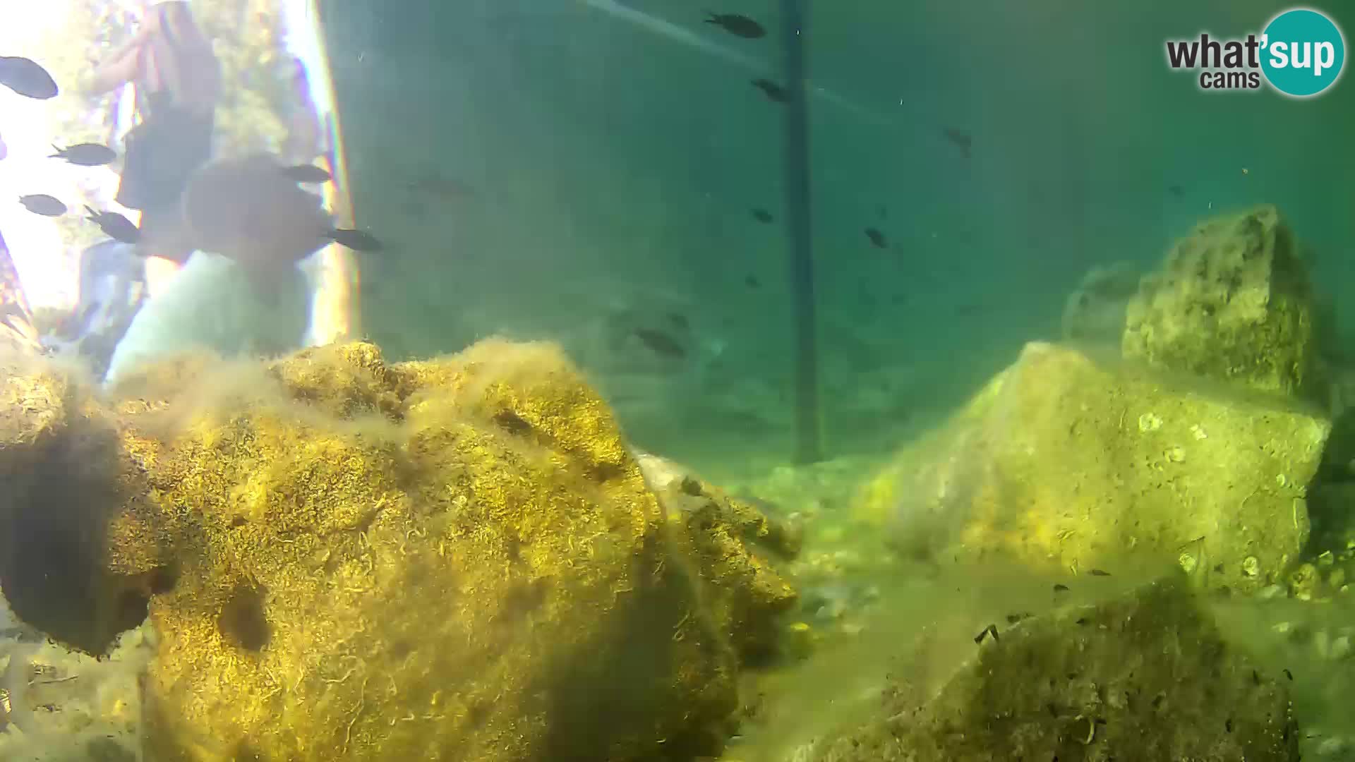 Marine Aquarium im Freien Rogoznica webcam Kroatien