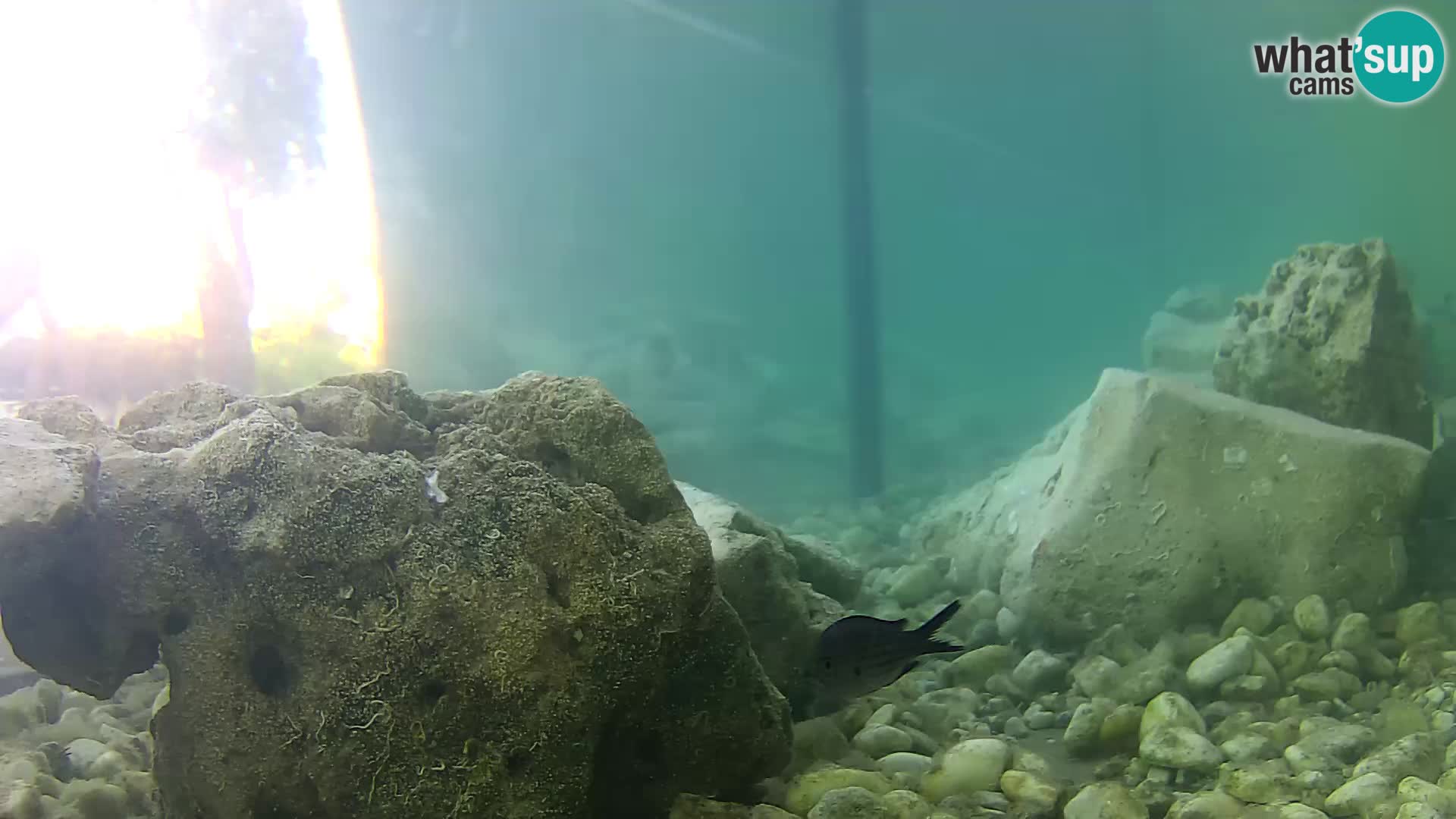 Webcam de l’aquarium marin extérieur de Rogoznica Croatie