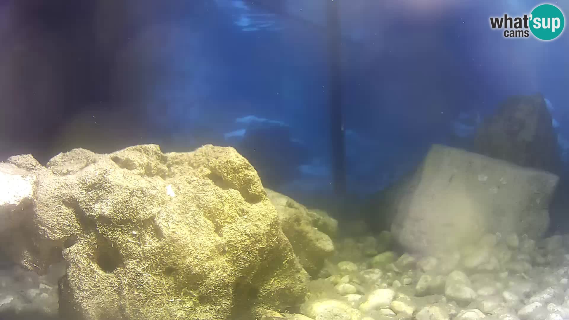 Zunanji morski akvarij Rogoznica spletna kamera Hrvaška