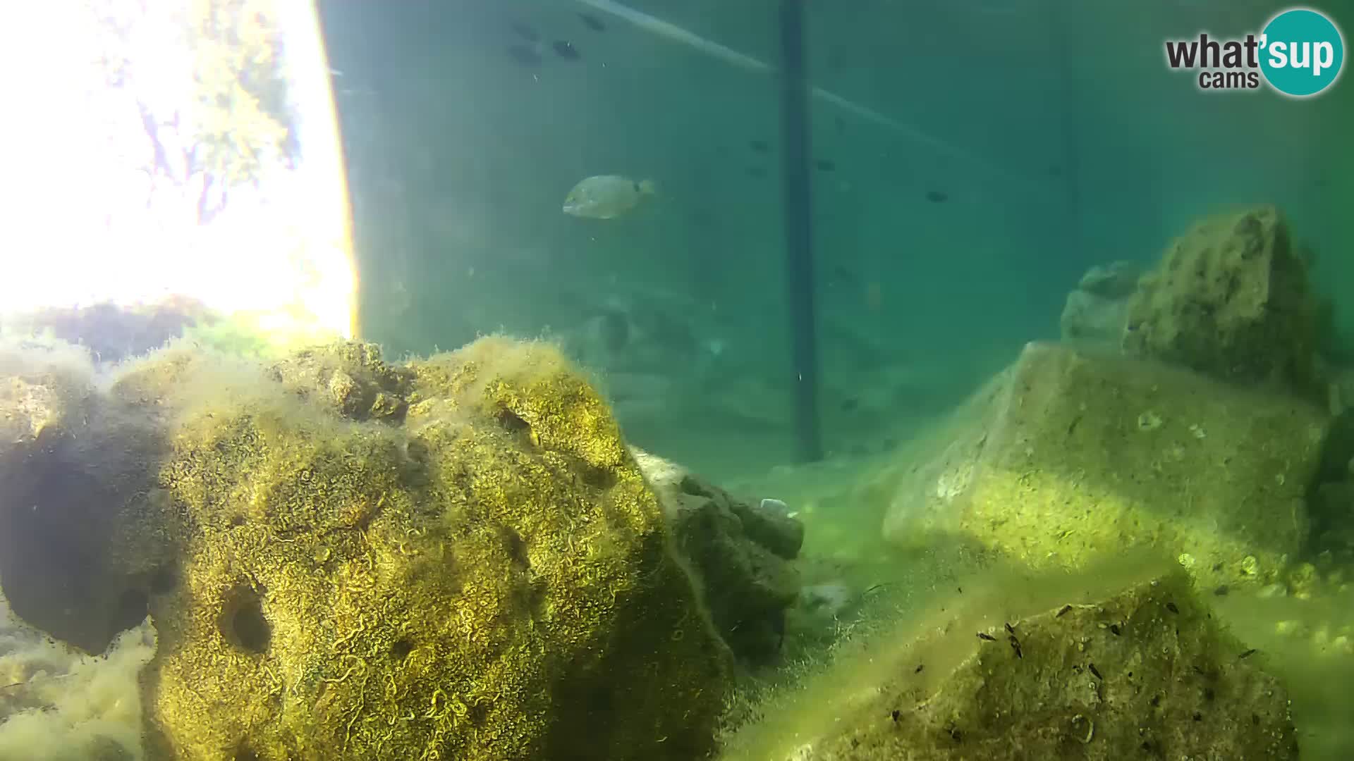 Outdoor Marine Aquarium Rogoznica webcam Croatia