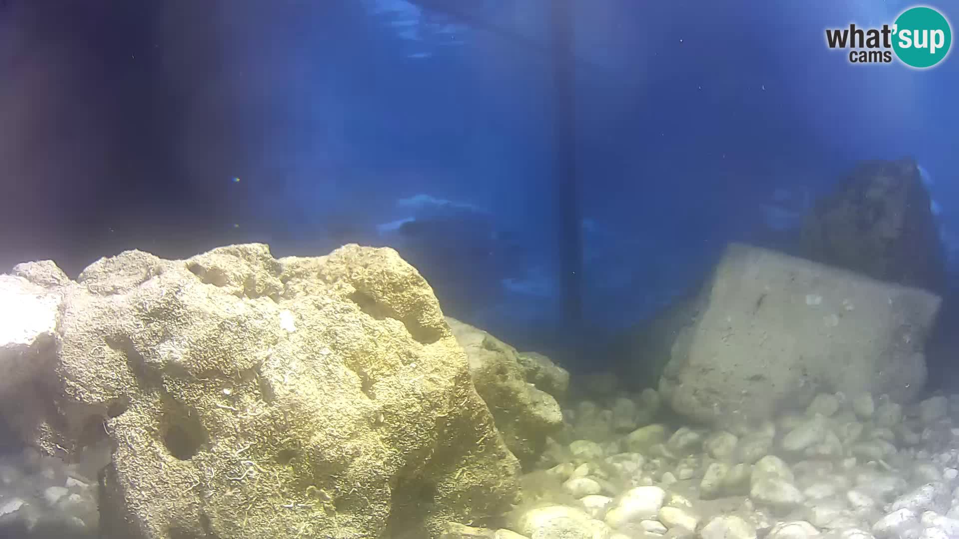 Aquario marino esterno –  Rogoznica livecam Croazia