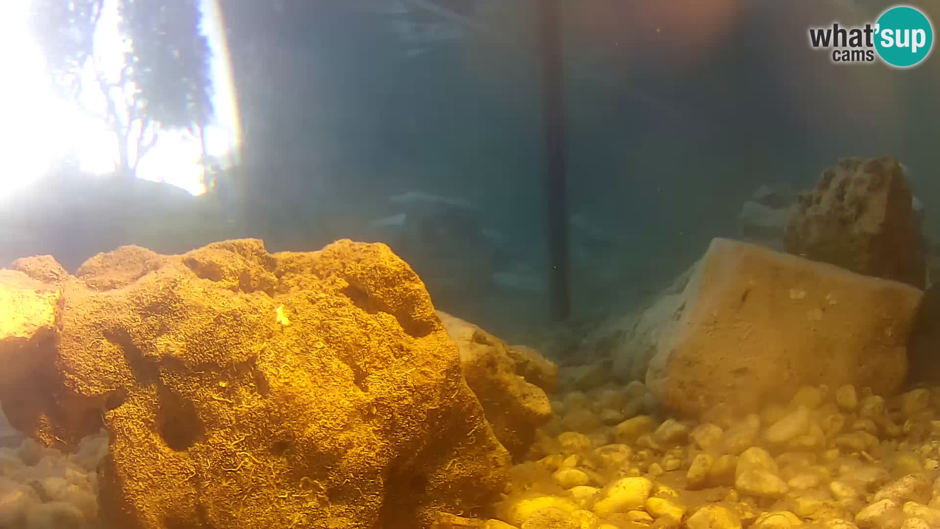 Zunanji morski akvarij Rogoznica spletna kamera Hrvaška
