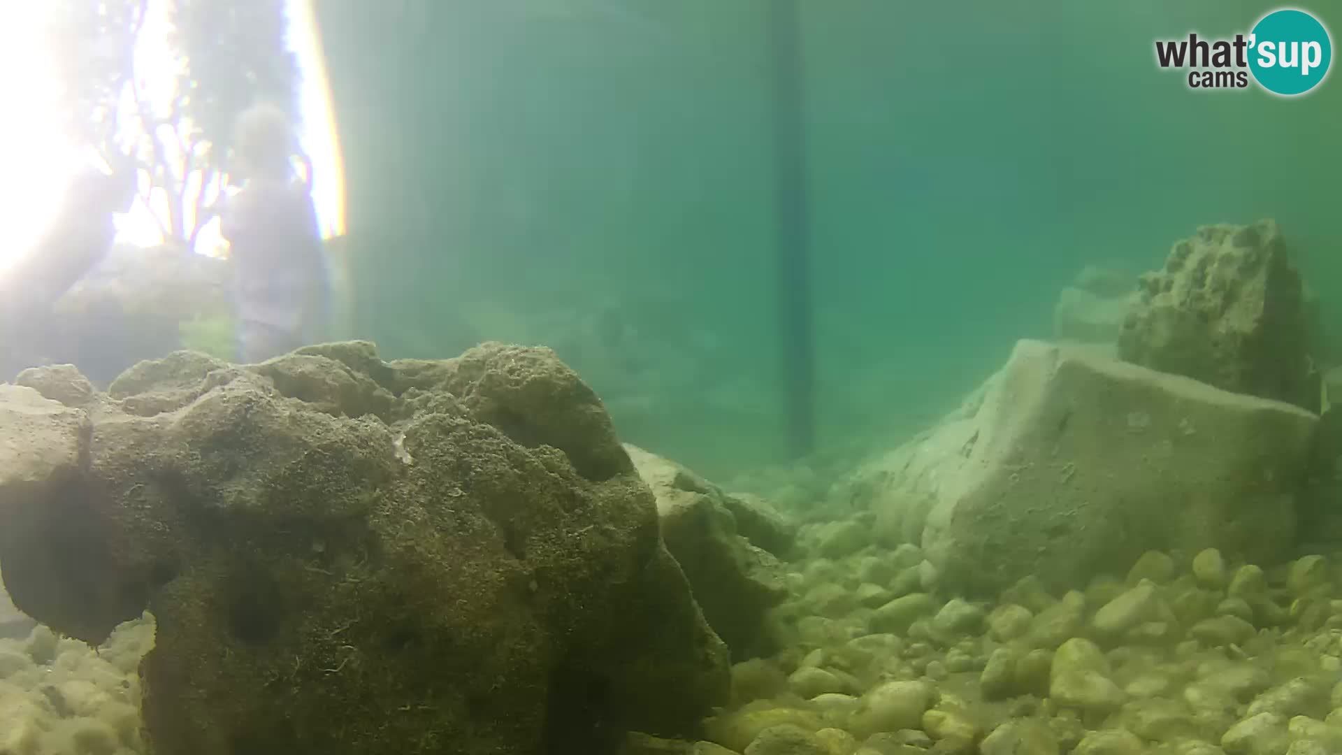 Acuario marino al aire libre Rogoznica webcam Croacia