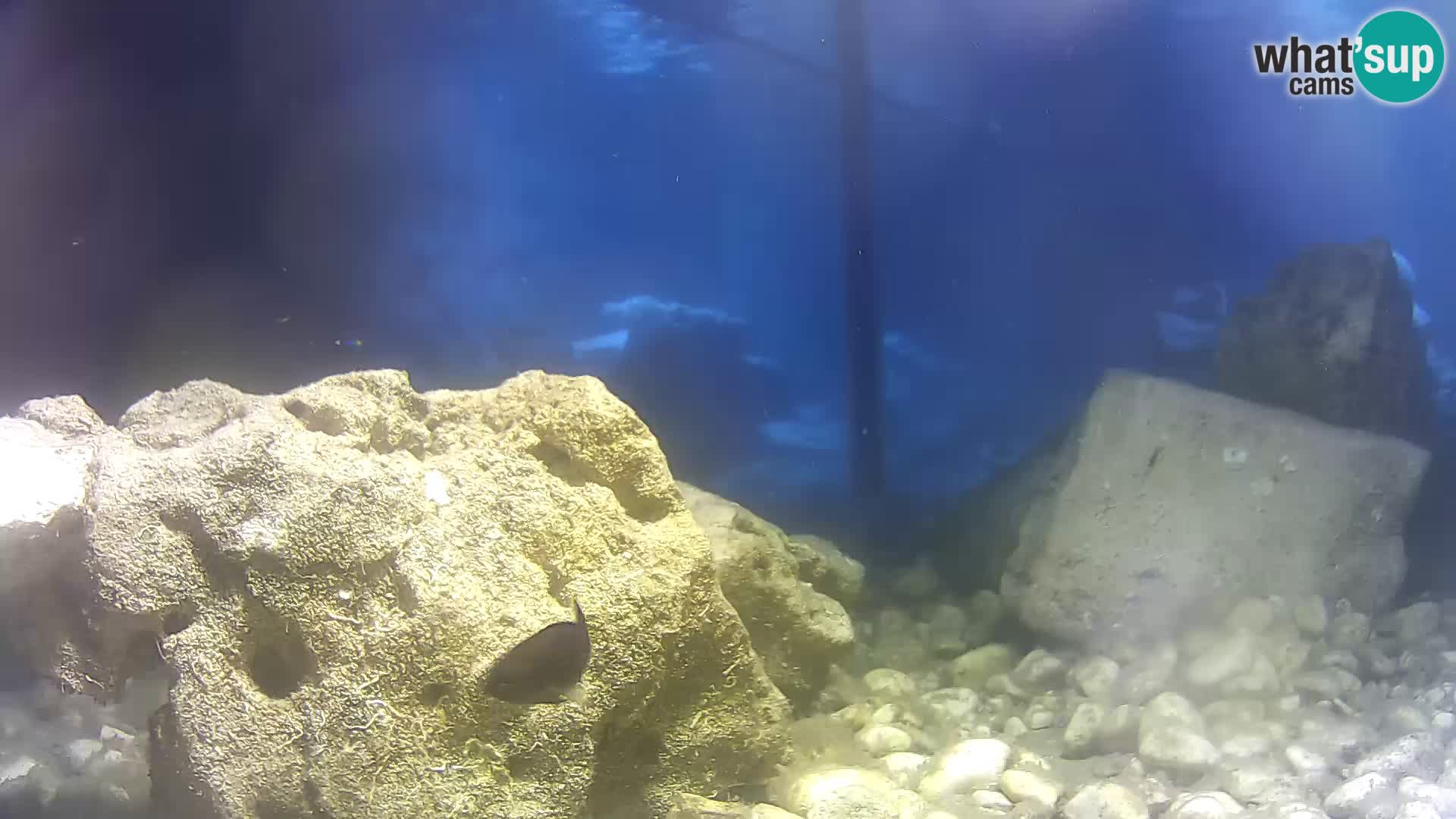 Outdoor Marine Aquarium Rogoznica webcam Croatia
