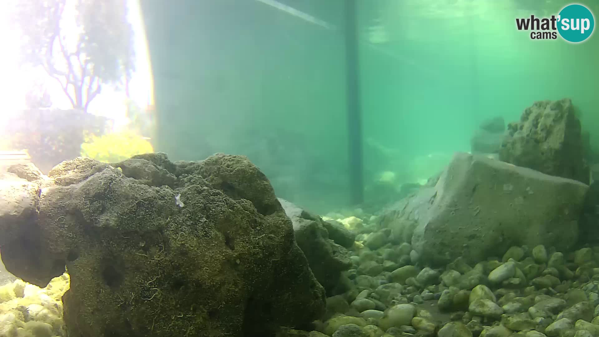 Outdoor Marine Aquarium Rogoznica webcam Croatia