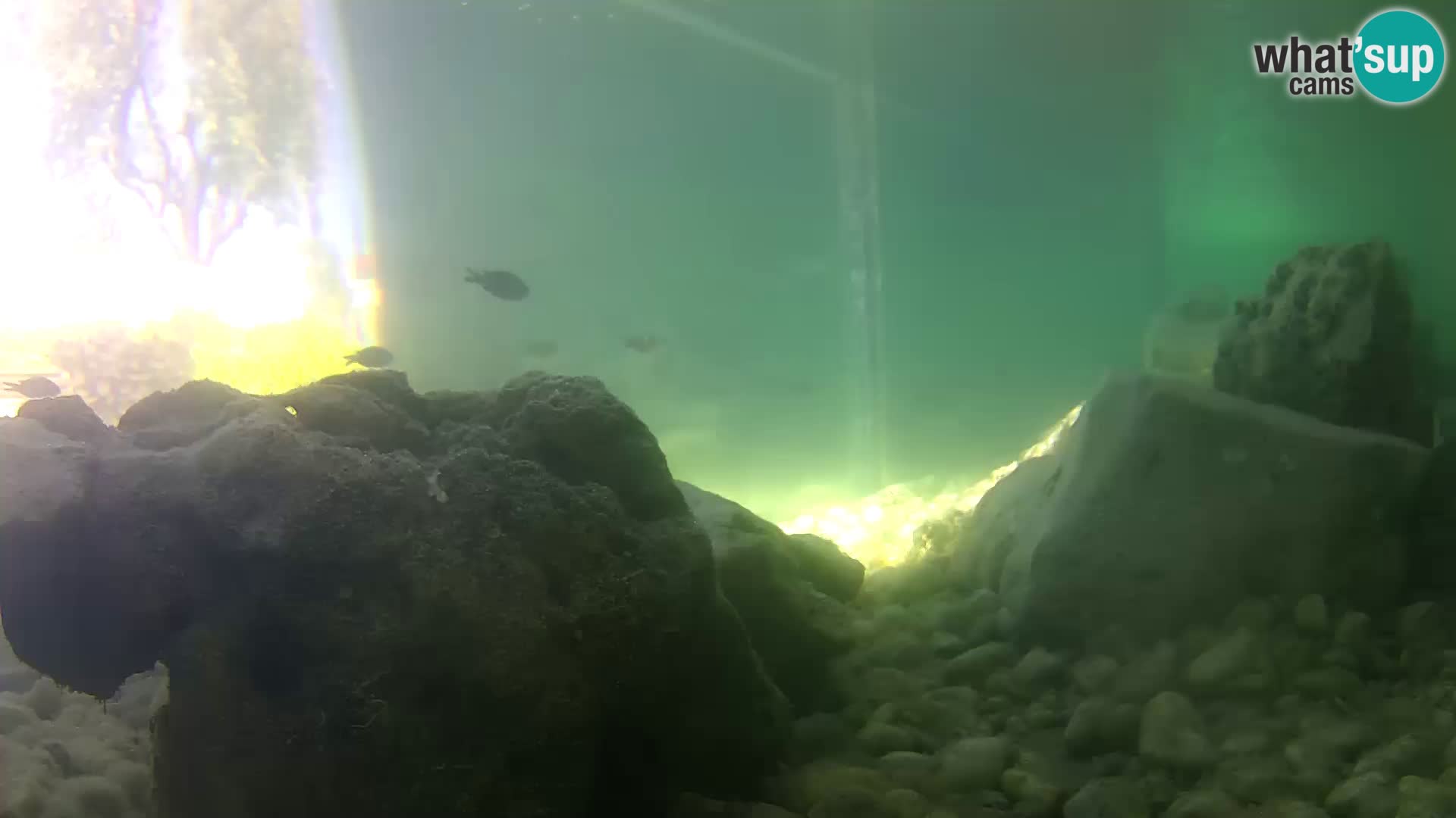 Aquario marino esterno –  Rogoznica livecam Croazia