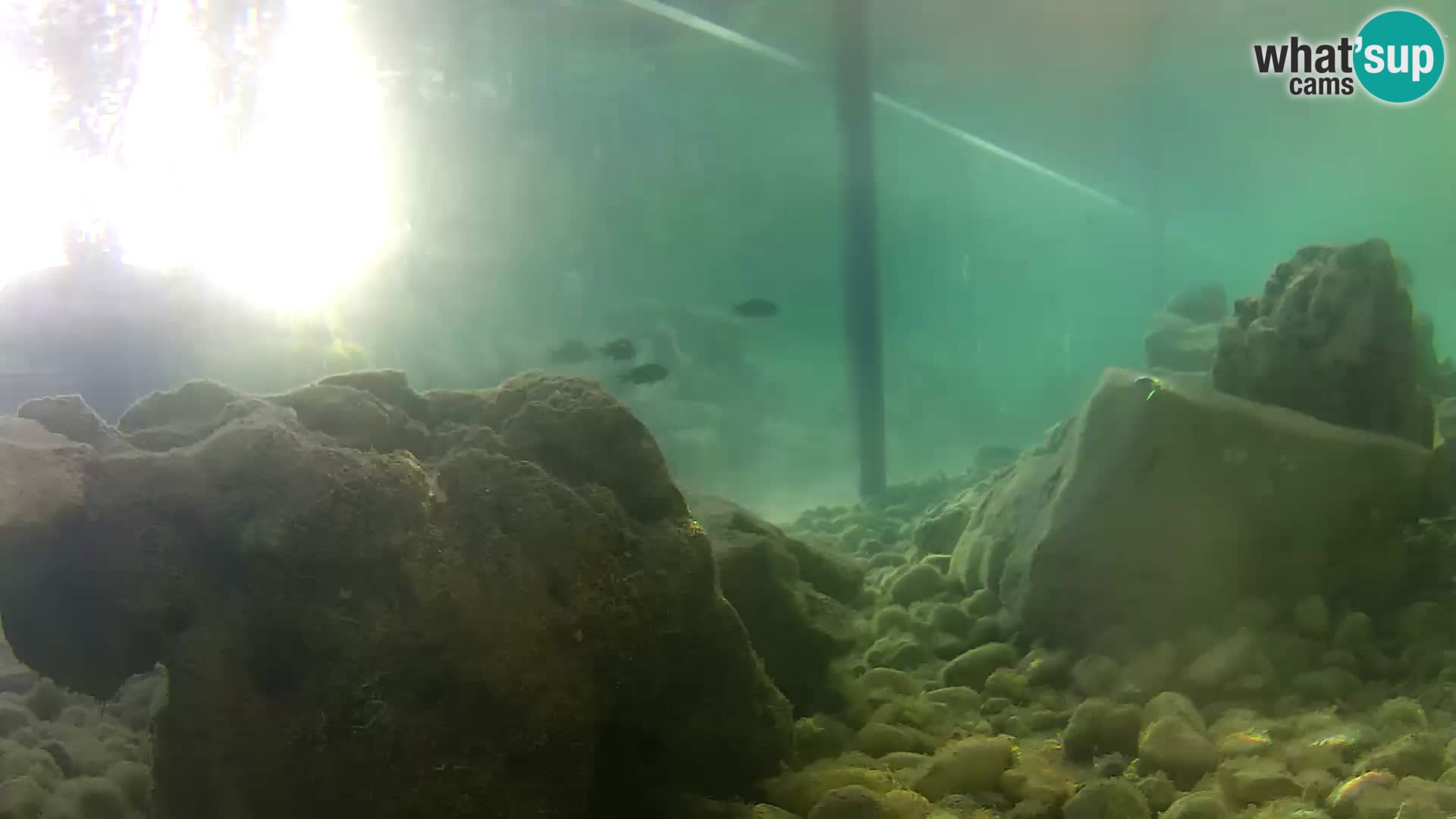 Acuario marino al aire libre Rogoznica webcam Croacia