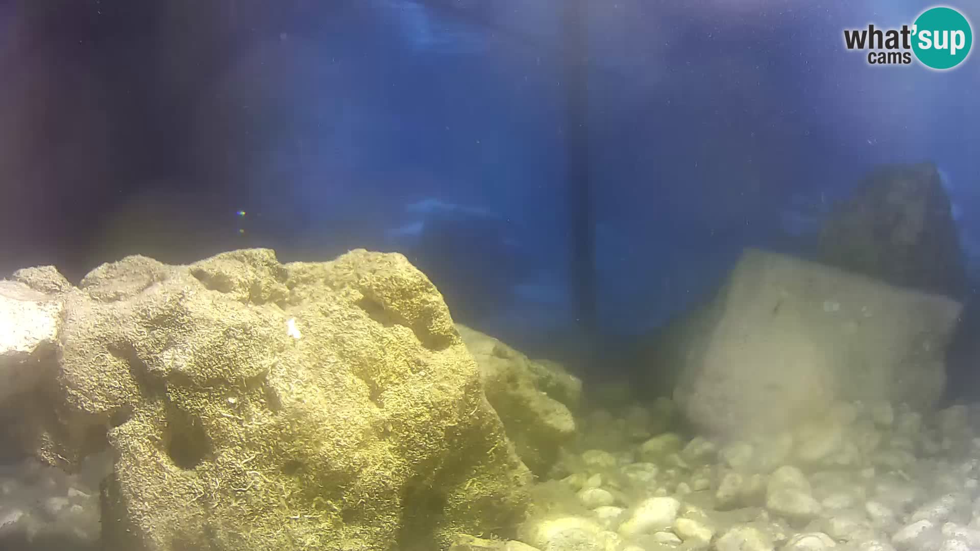 Aquario marino esterno –  Rogoznica livecam Croazia