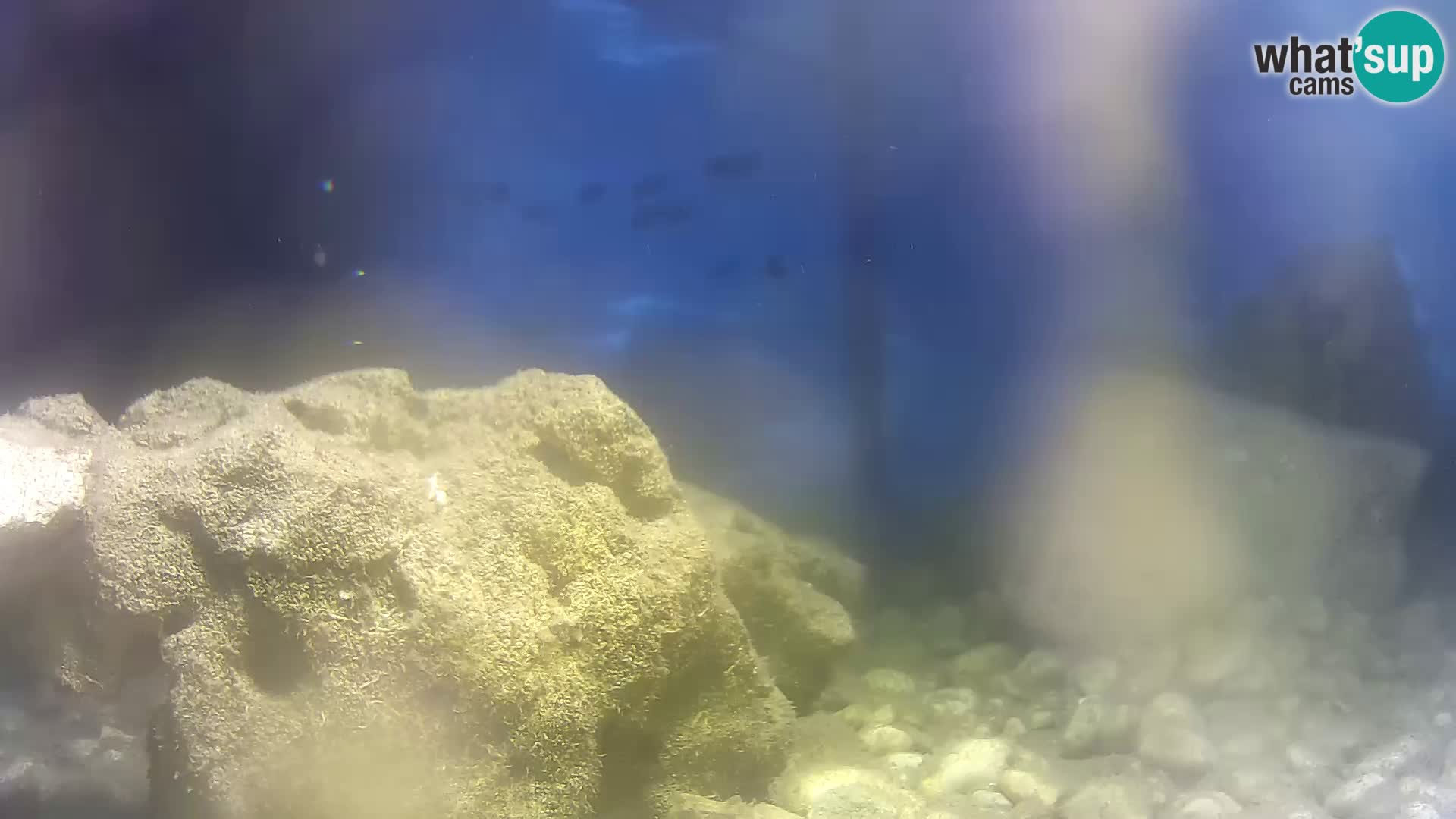 Aquario marino esterno –  Rogoznica livecam Croazia