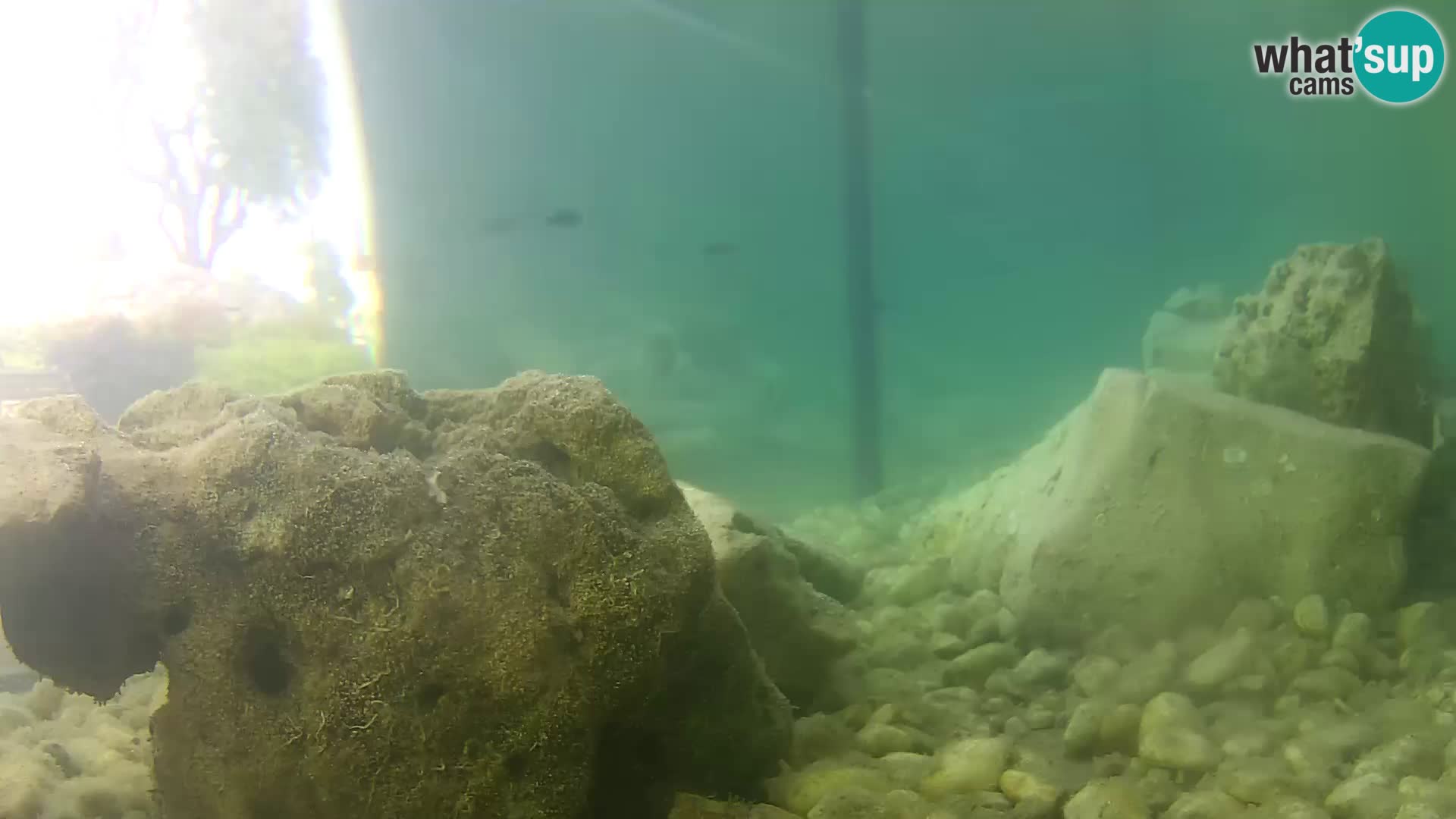 Acuario marino al aire libre Rogoznica webcam Croacia