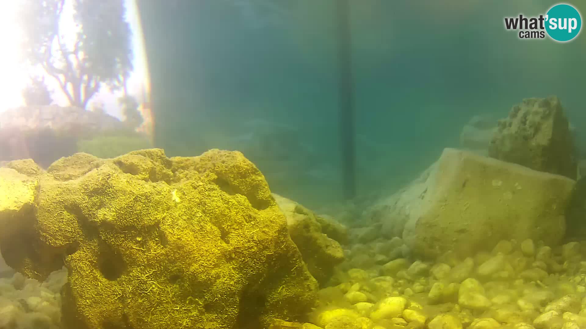 Aquario marino esterno –  Rogoznica livecam Croazia