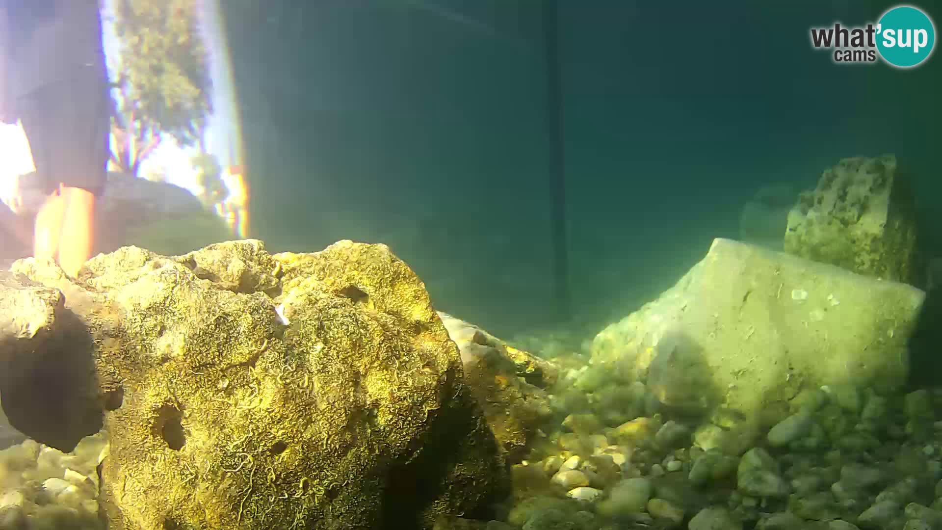 Outdoor Marine Aquarium Rogoznica webcam Croatia