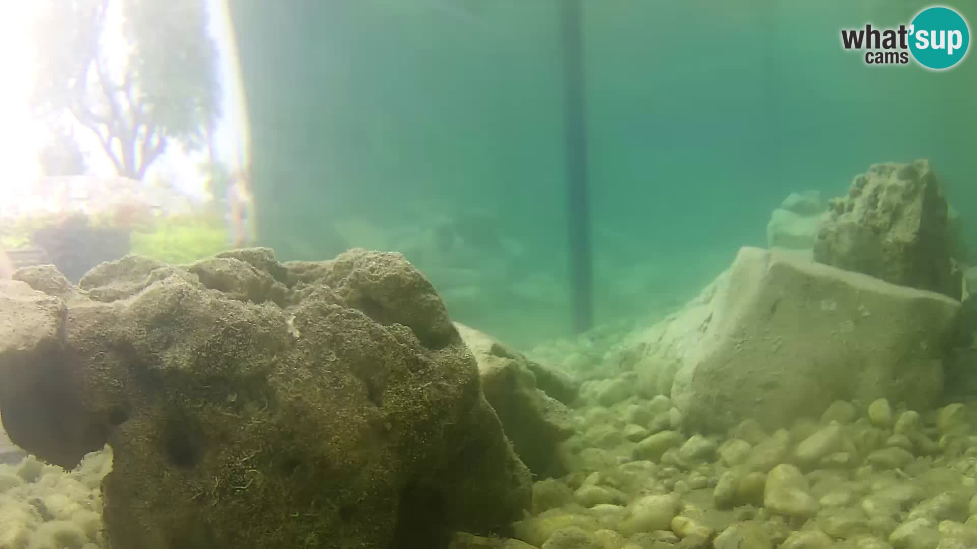 Aquario marino esterno –  Rogoznica livecam Croazia