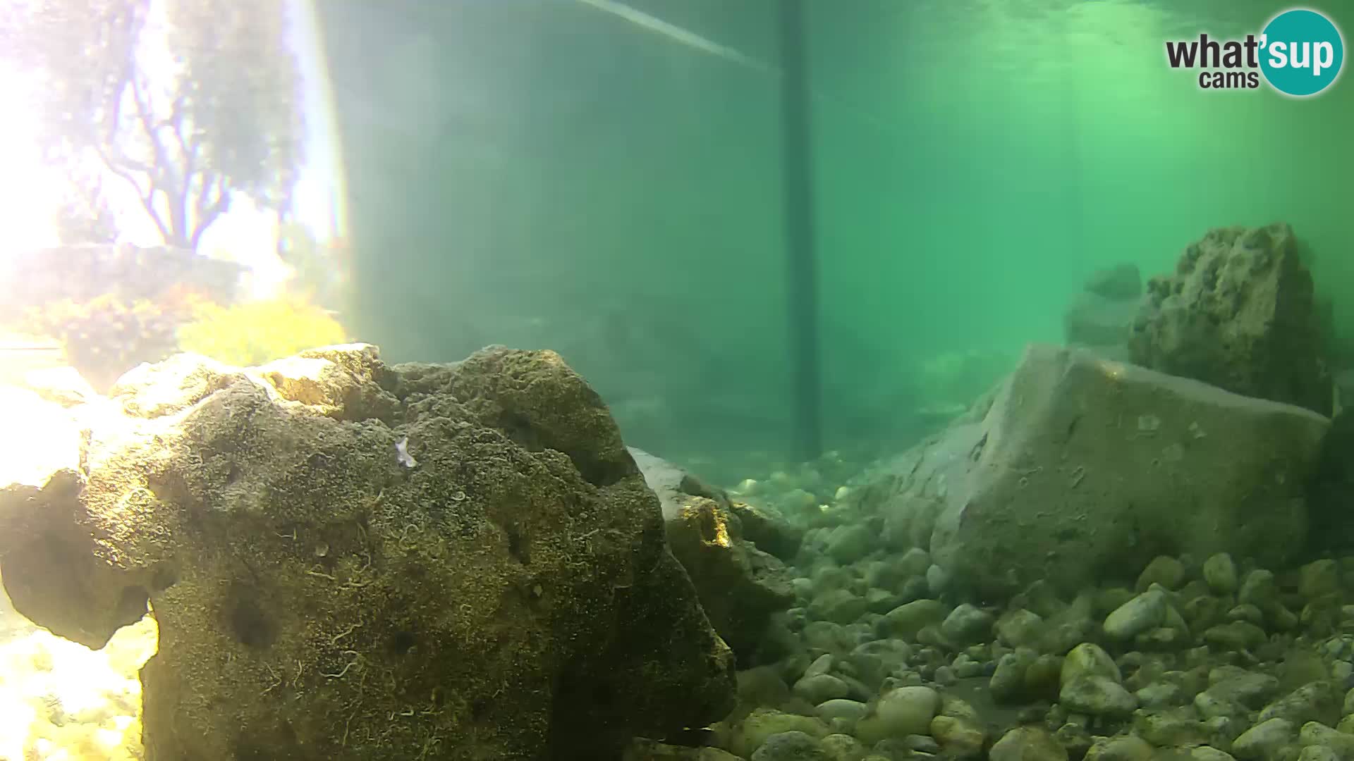 Webcam de l’aquarium marin extérieur de Rogoznica Croatie