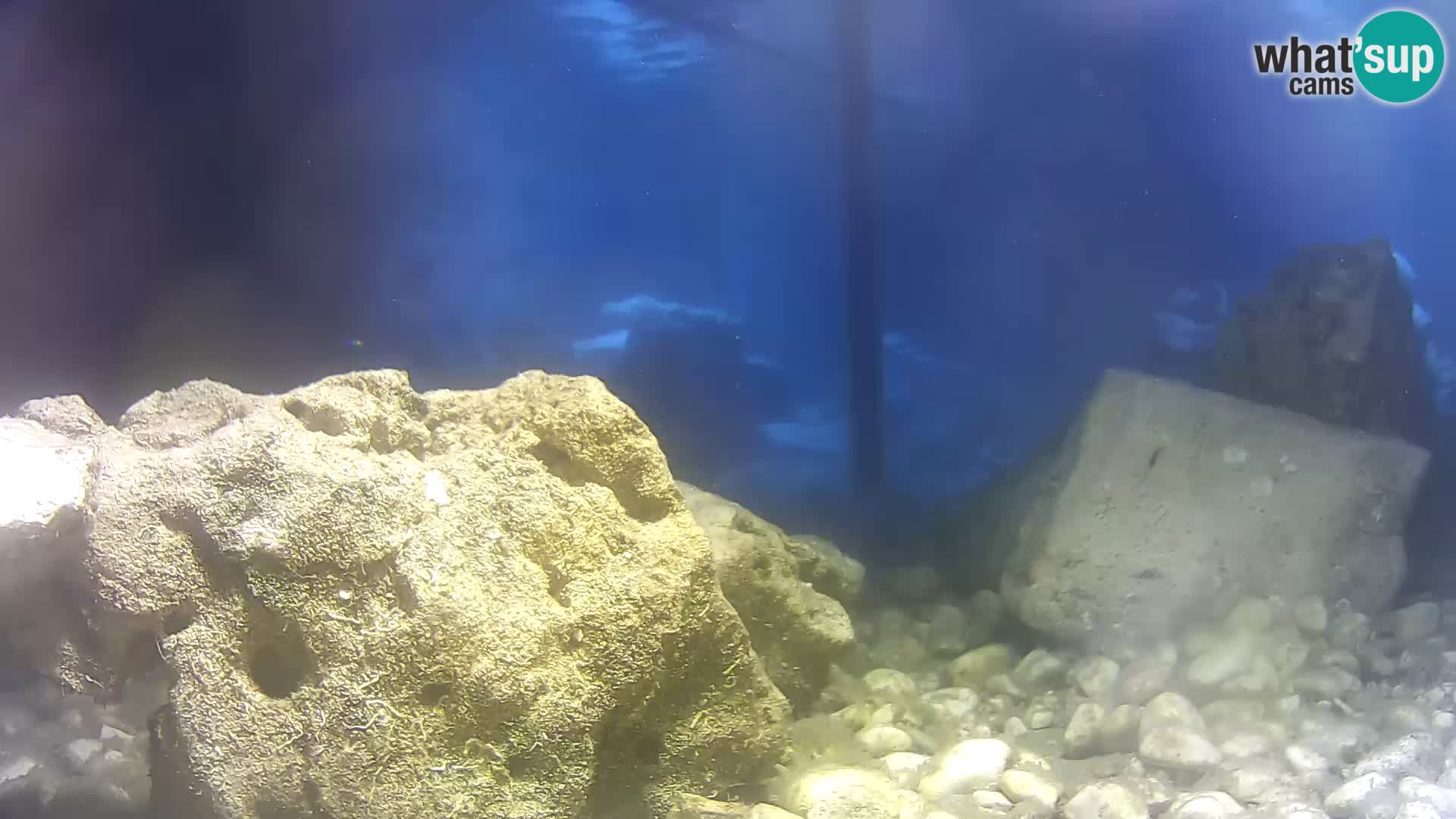 Aquario marino esterno –  Rogoznica livecam Croazia