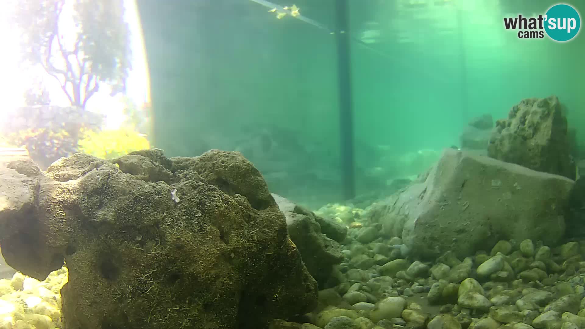 Outdoor Marine Aquarium Rogoznica webcam Croatia