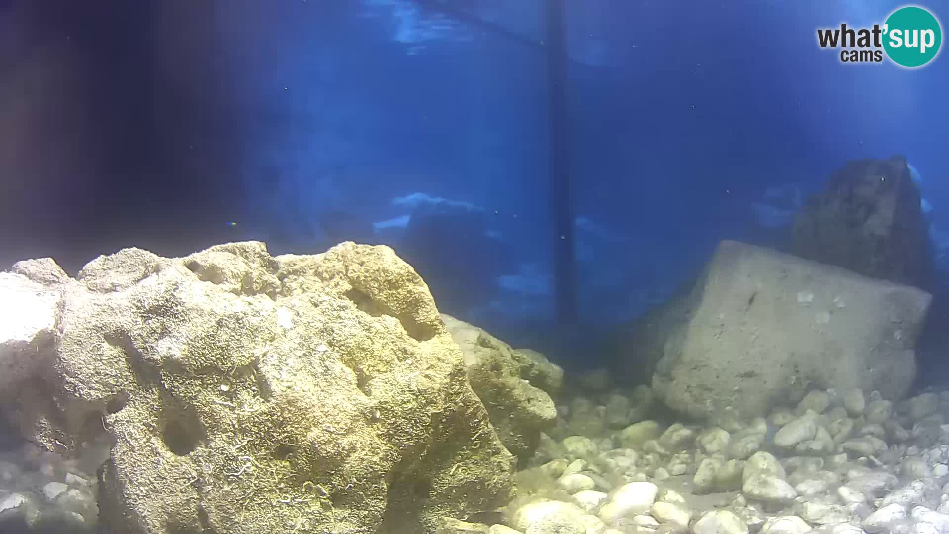 Marine Aquarium im Freien Rogoznica webcam Kroatien
