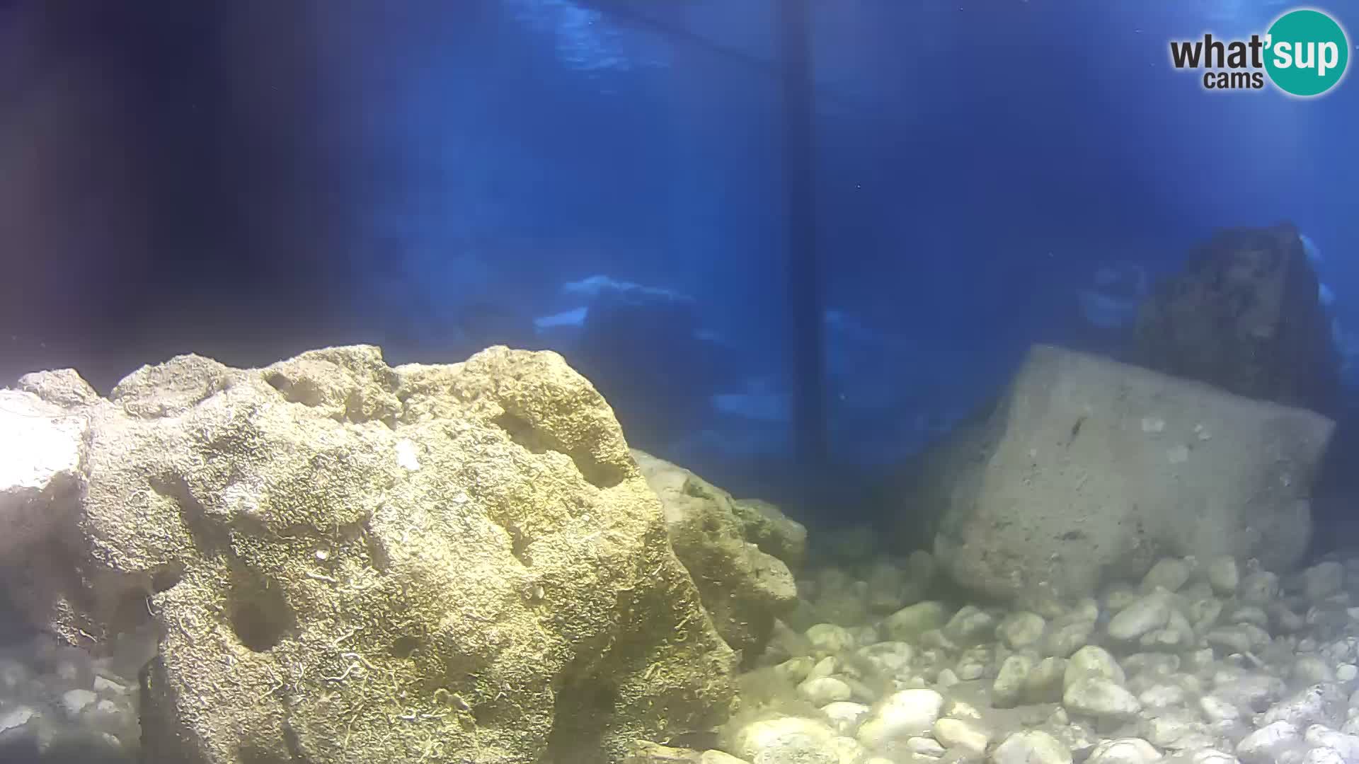 Marine Aquarium im Freien Rogoznica webcam Kroatien