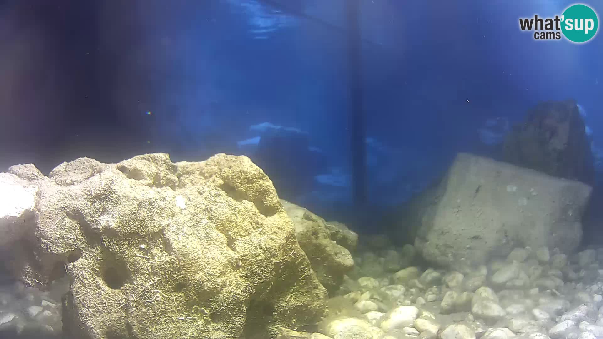Marine Aquarium im Freien Rogoznica webcam Kroatien