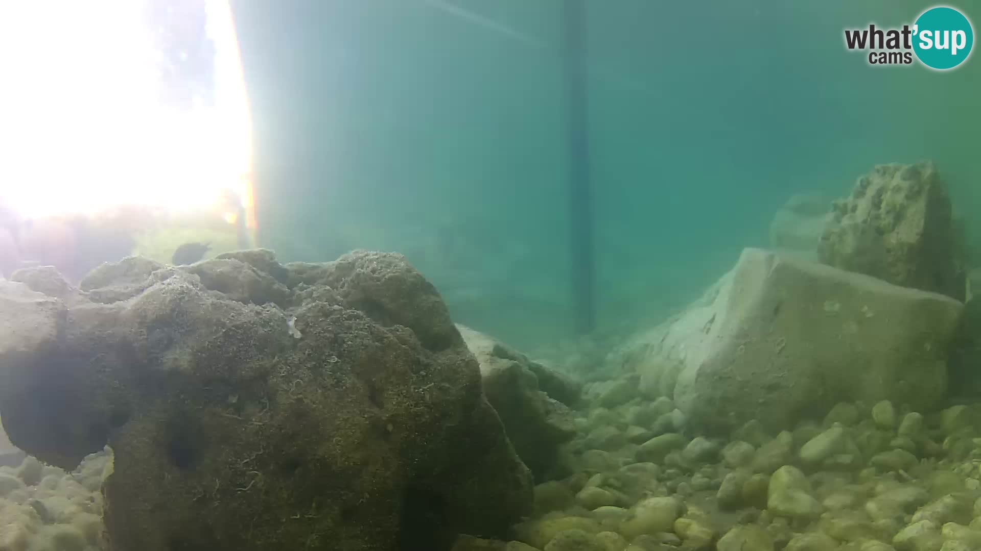 Aquario marino esterno –  Rogoznica livecam Croazia