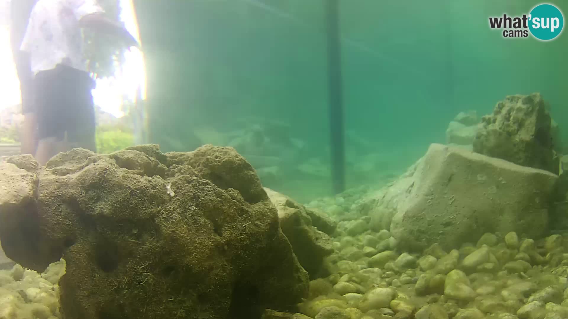 Acuario marino al aire libre Rogoznica webcam Croacia