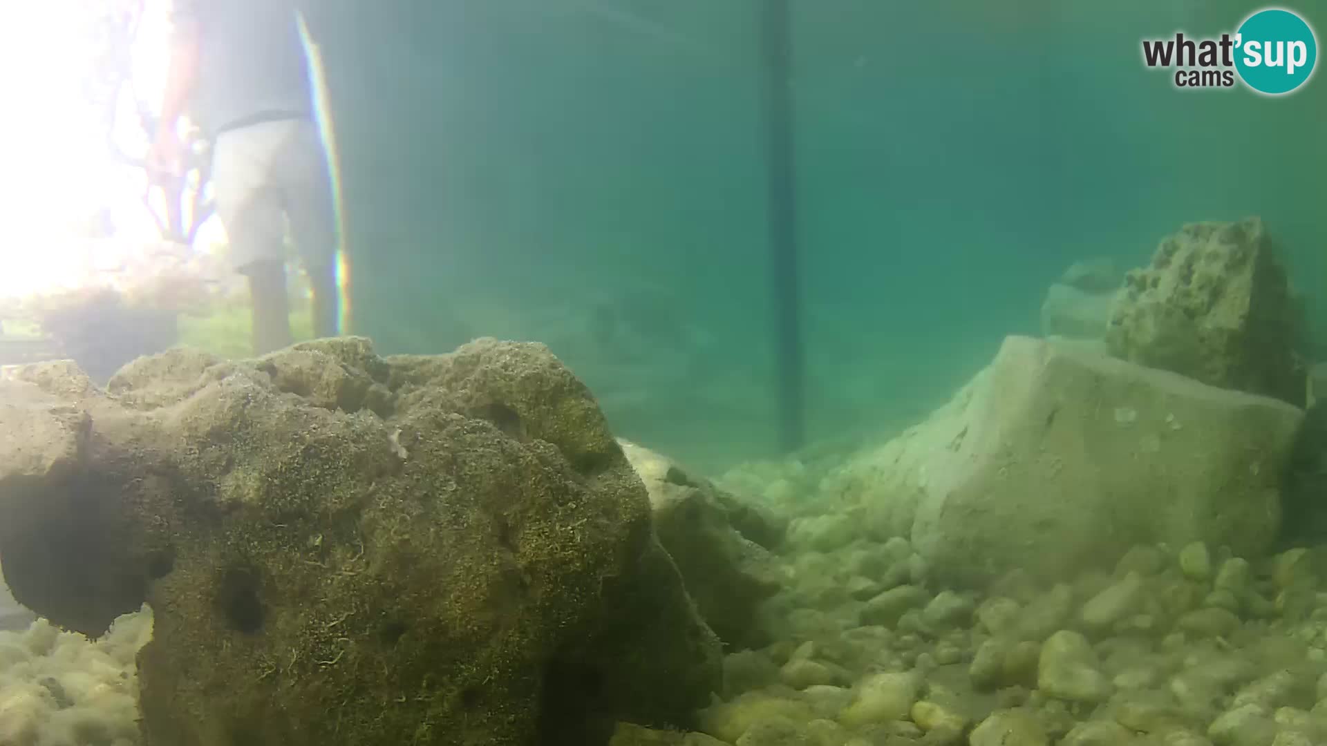 Aquario marino esterno –  Rogoznica livecam Croazia