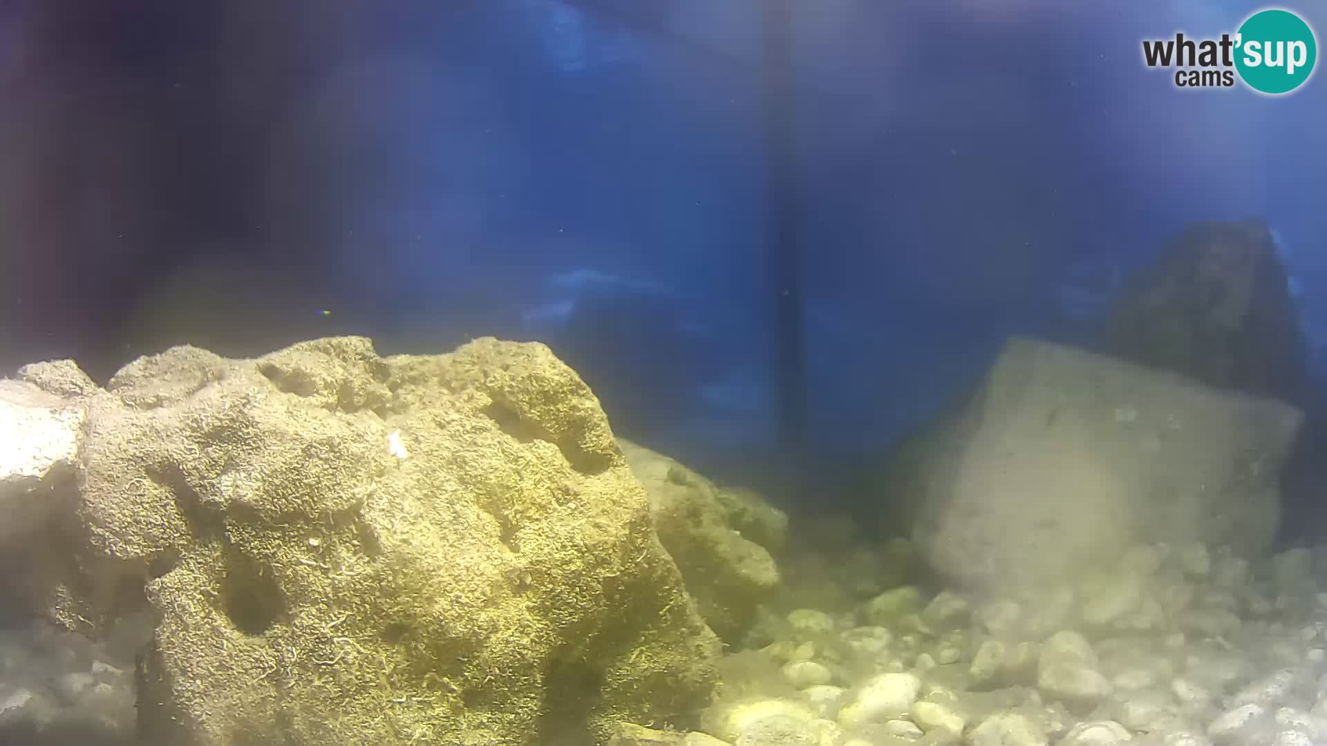 Aquario marino esterno –  Rogoznica livecam Croazia