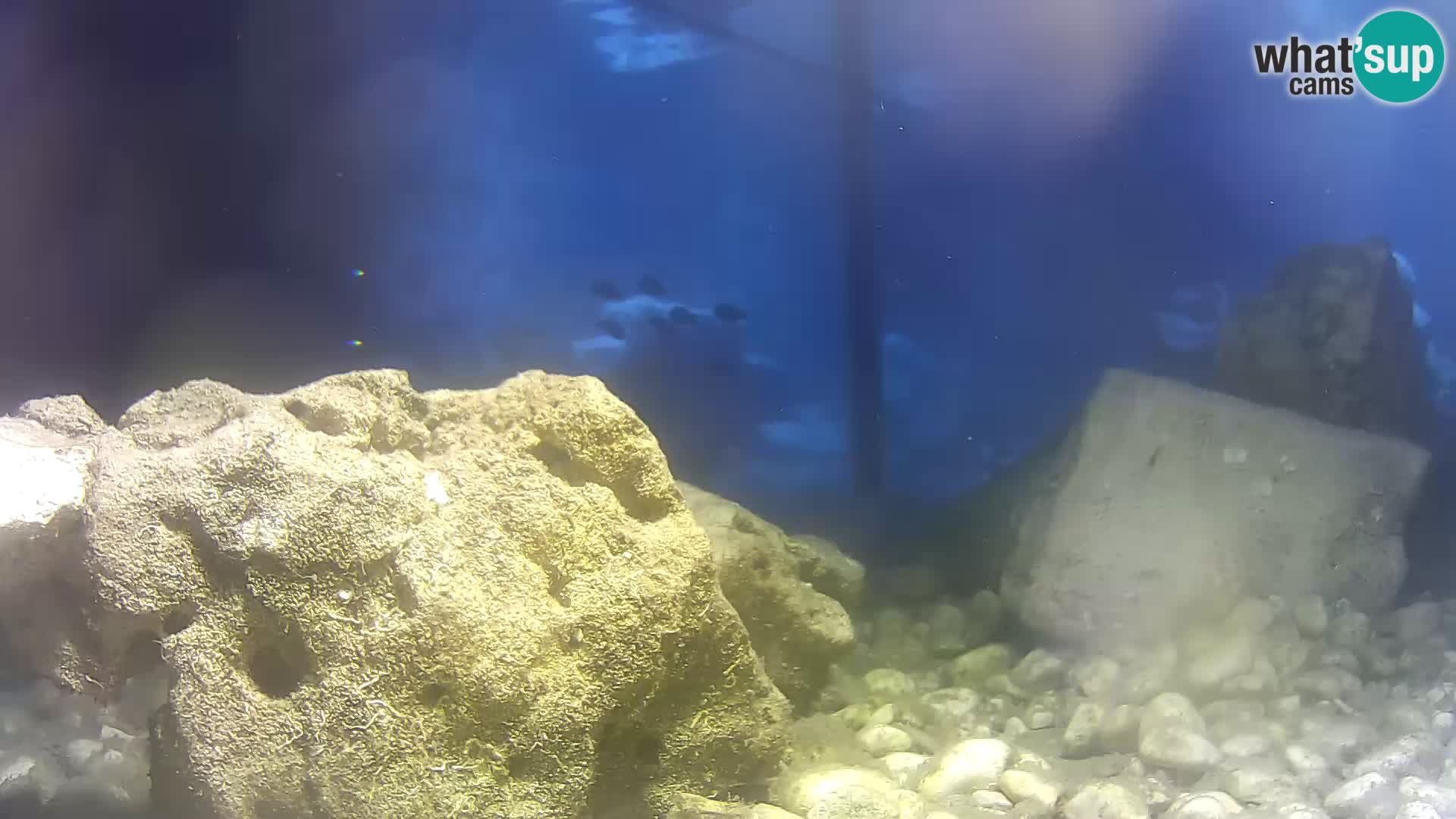 Marine Aquarium im Freien Rogoznica webcam Kroatien