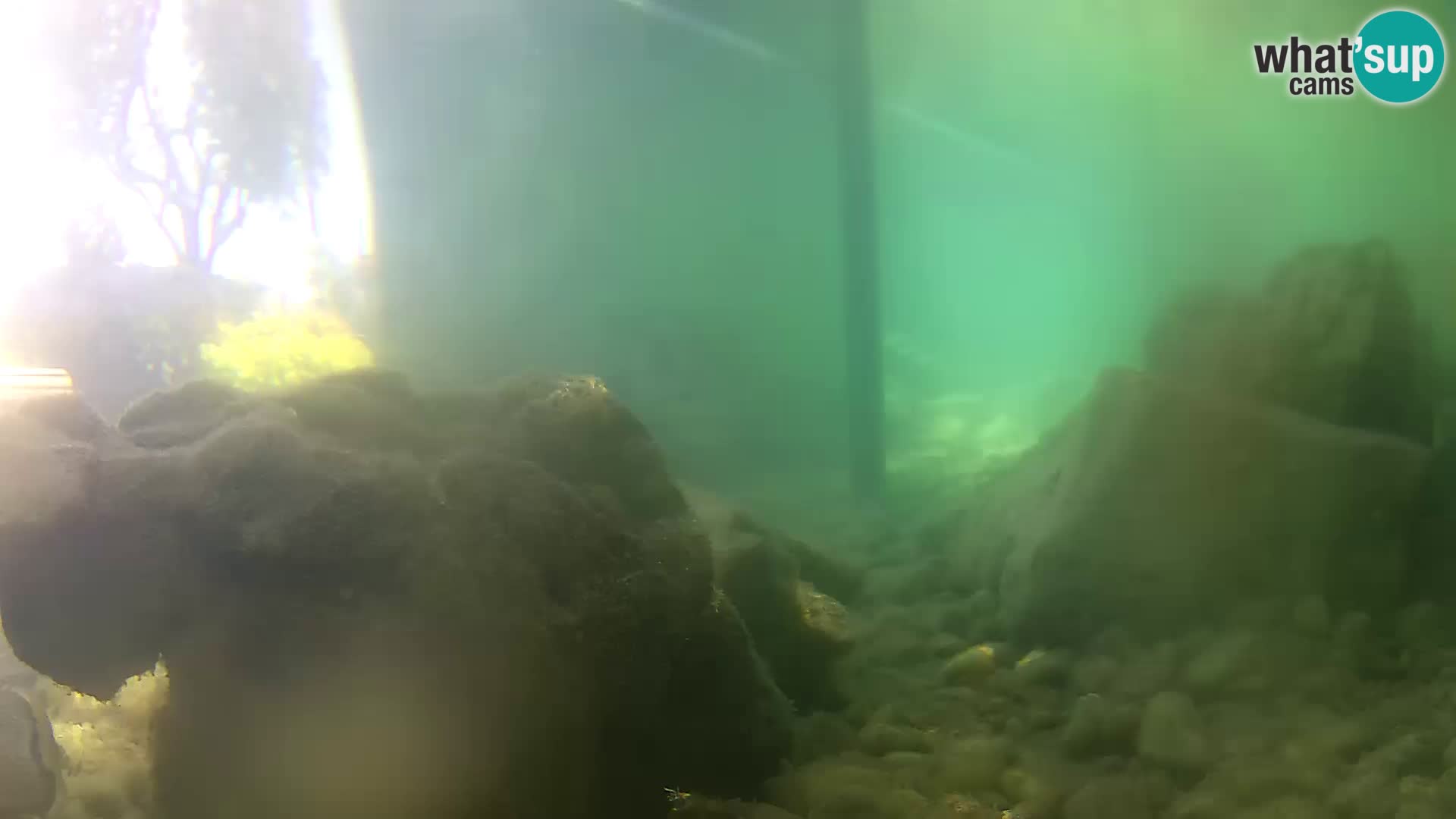 Outdoor Marine Aquarium Rogoznica webcam Croatia