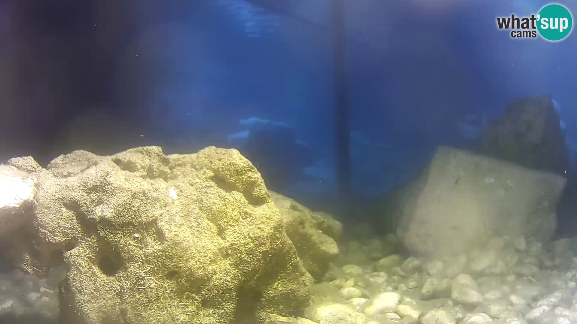 Zunanji morski akvarij Rogoznica spletna kamera Hrvaška
