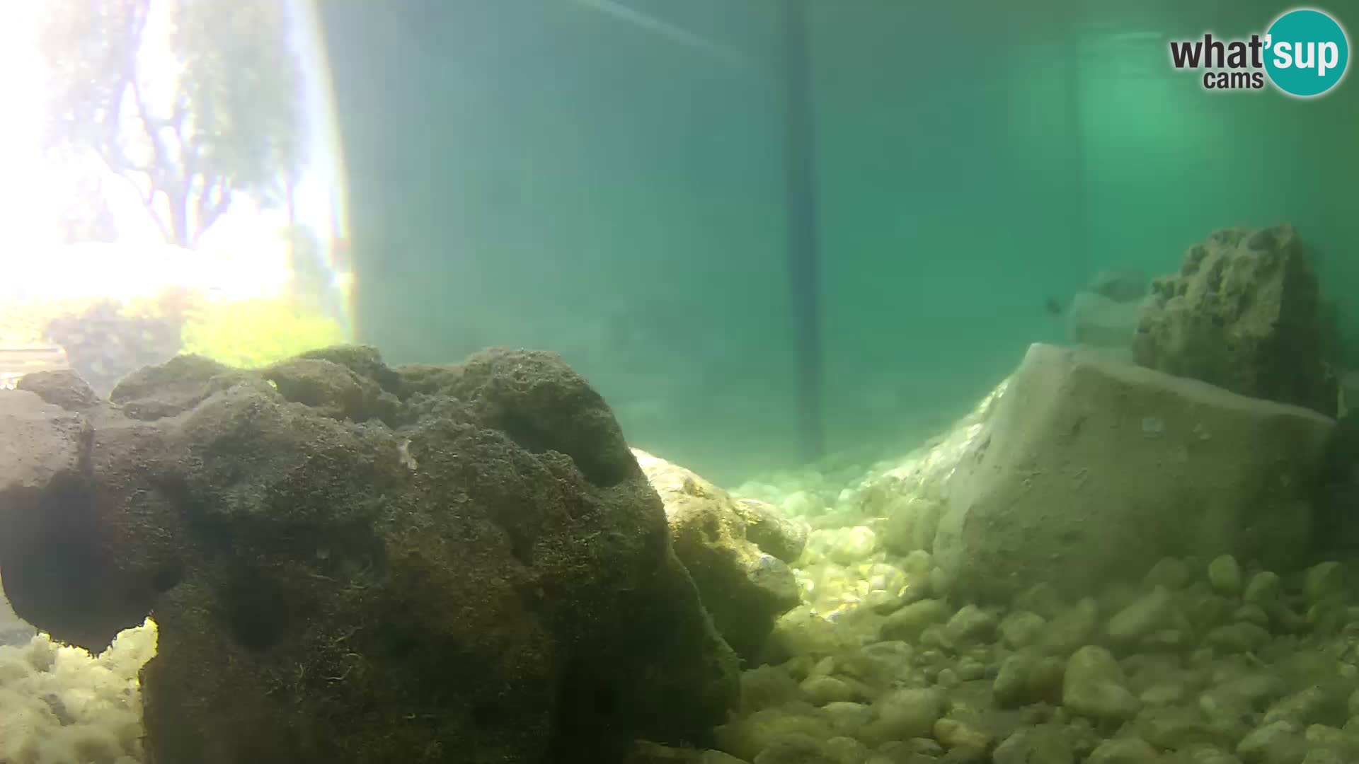 Aquario marino esterno –  Rogoznica livecam Croazia